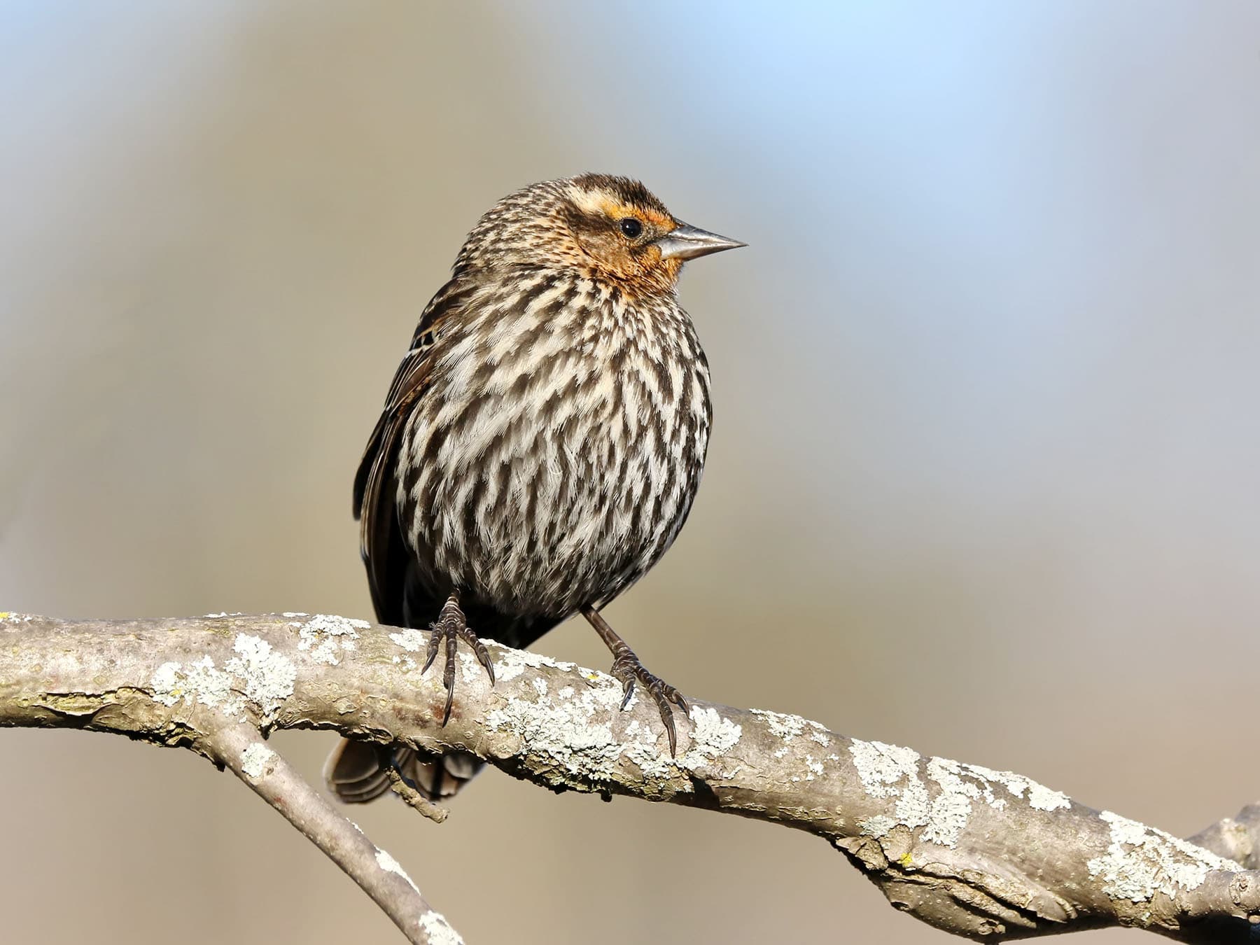 Female Red-winged Blackbird