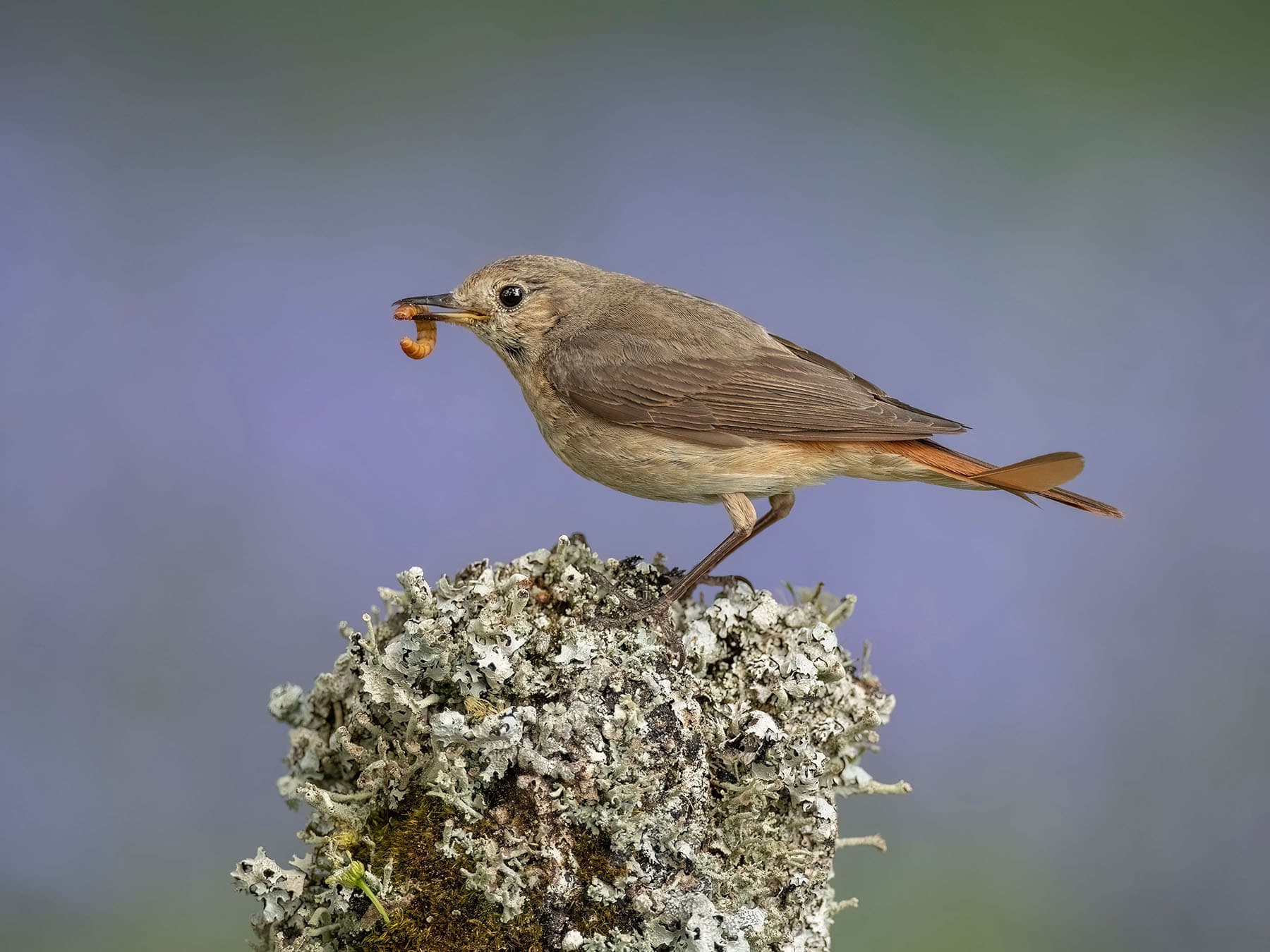Close up of a female Redstart with a mealworm in beak