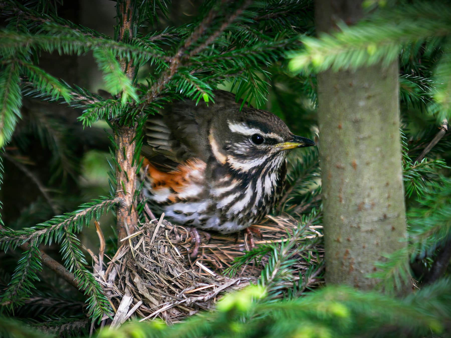 Female Redwing sitting on her nest