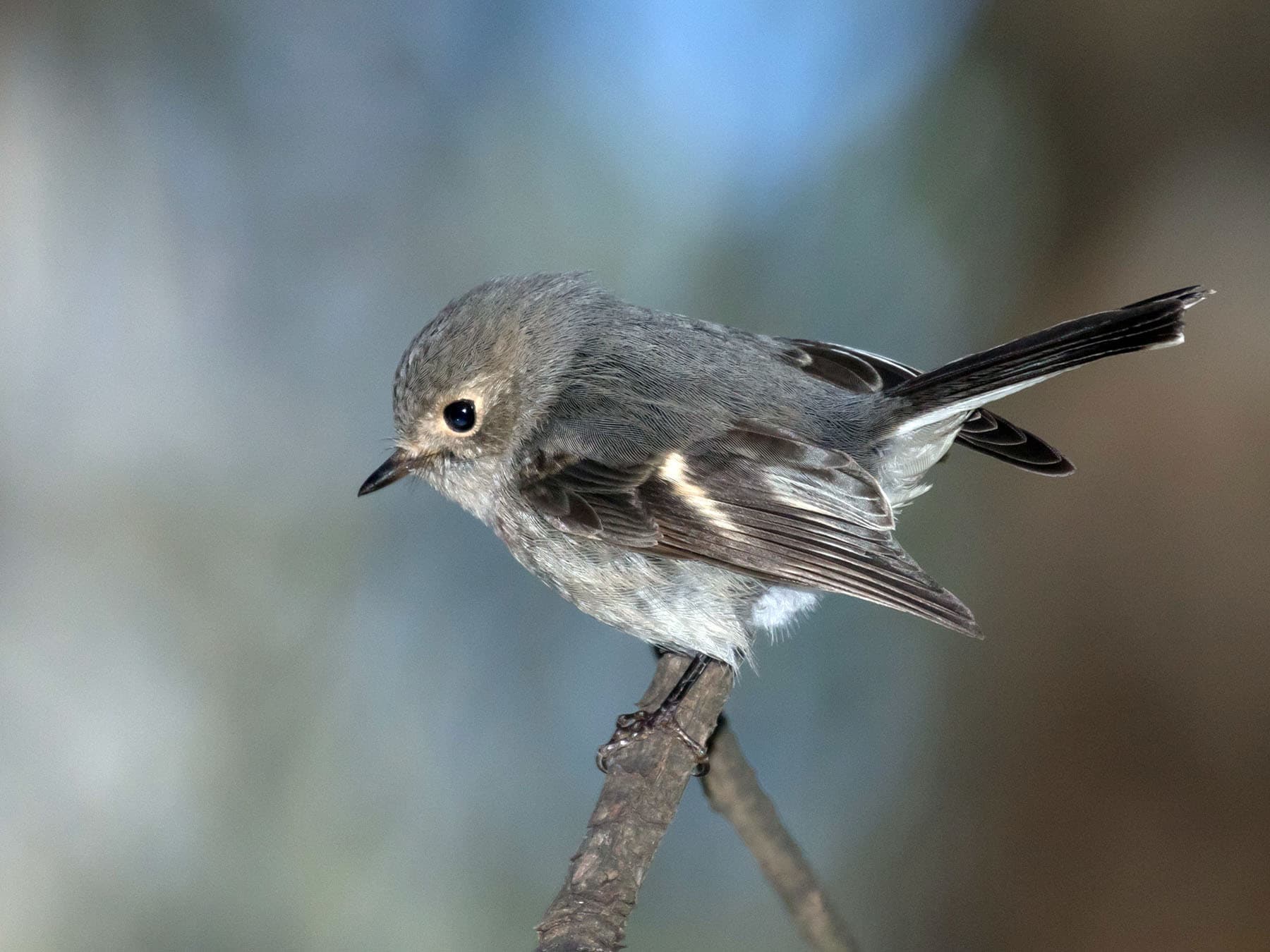 Female Rose Robin