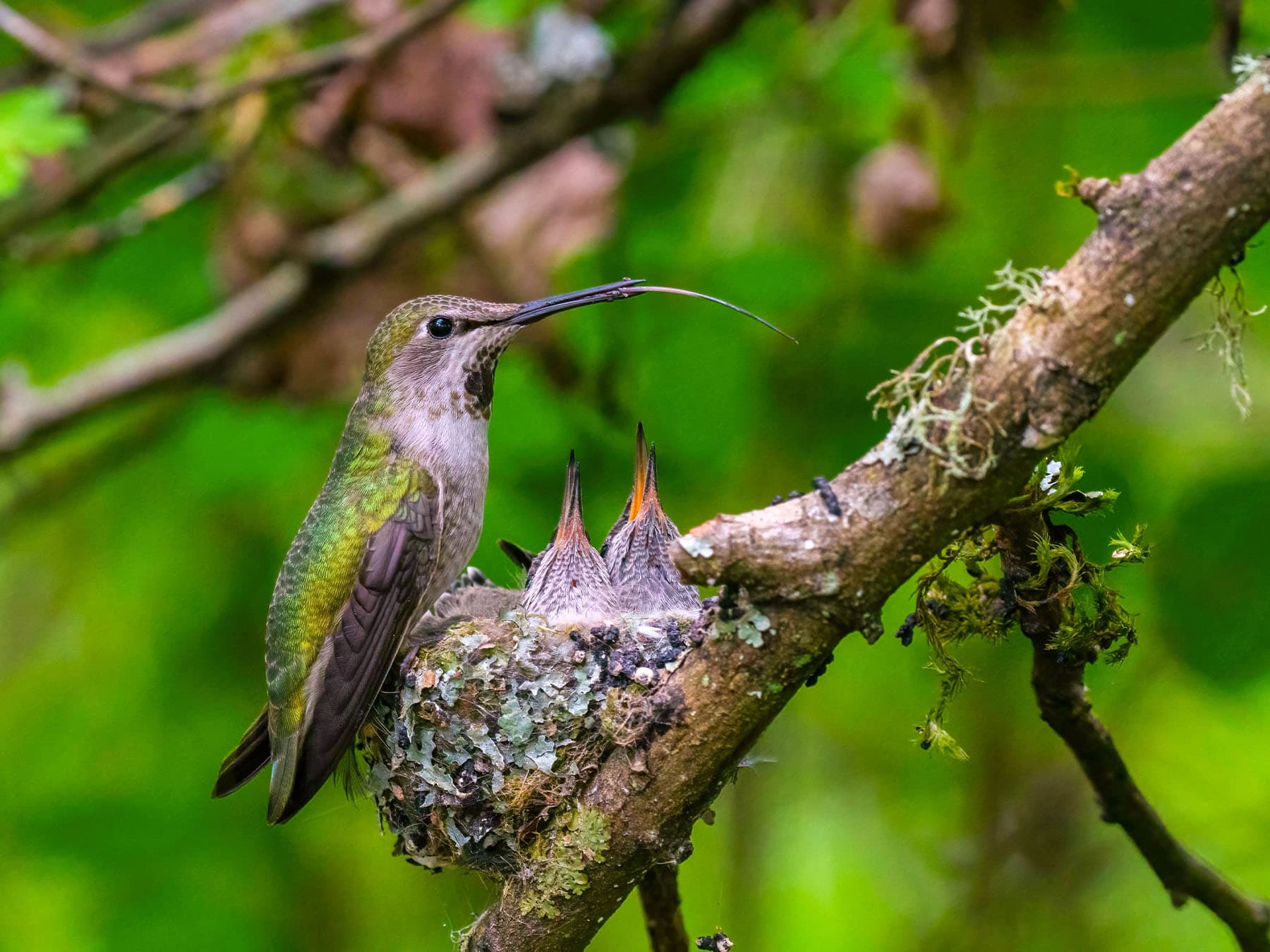 Female ruby throated hummingbird feeding chicks