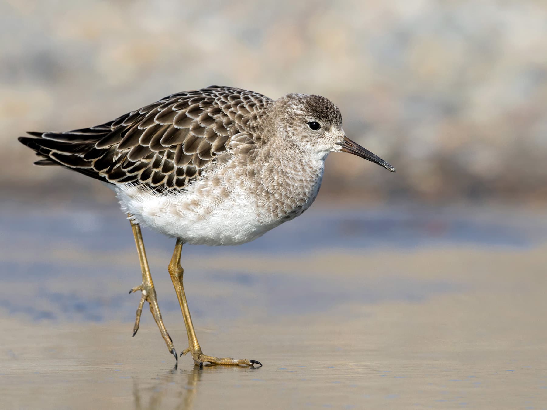 Female Ruff