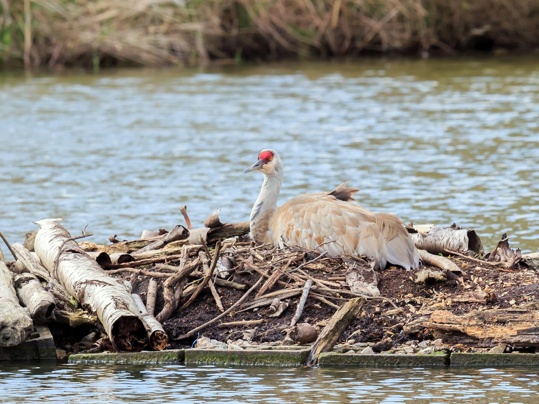 Female sandhill crane on nest