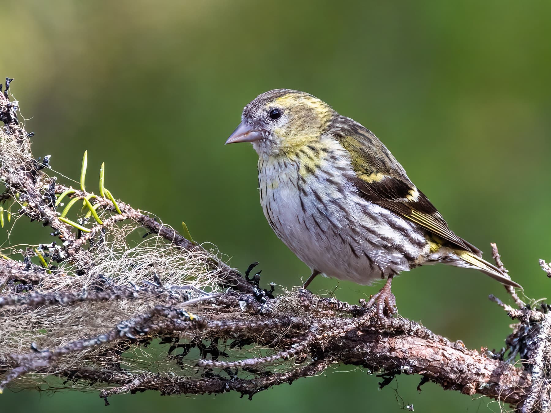 Female Siskin
