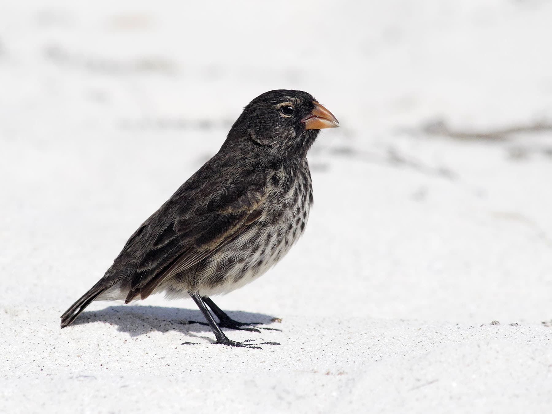 Female Small Ground-finch