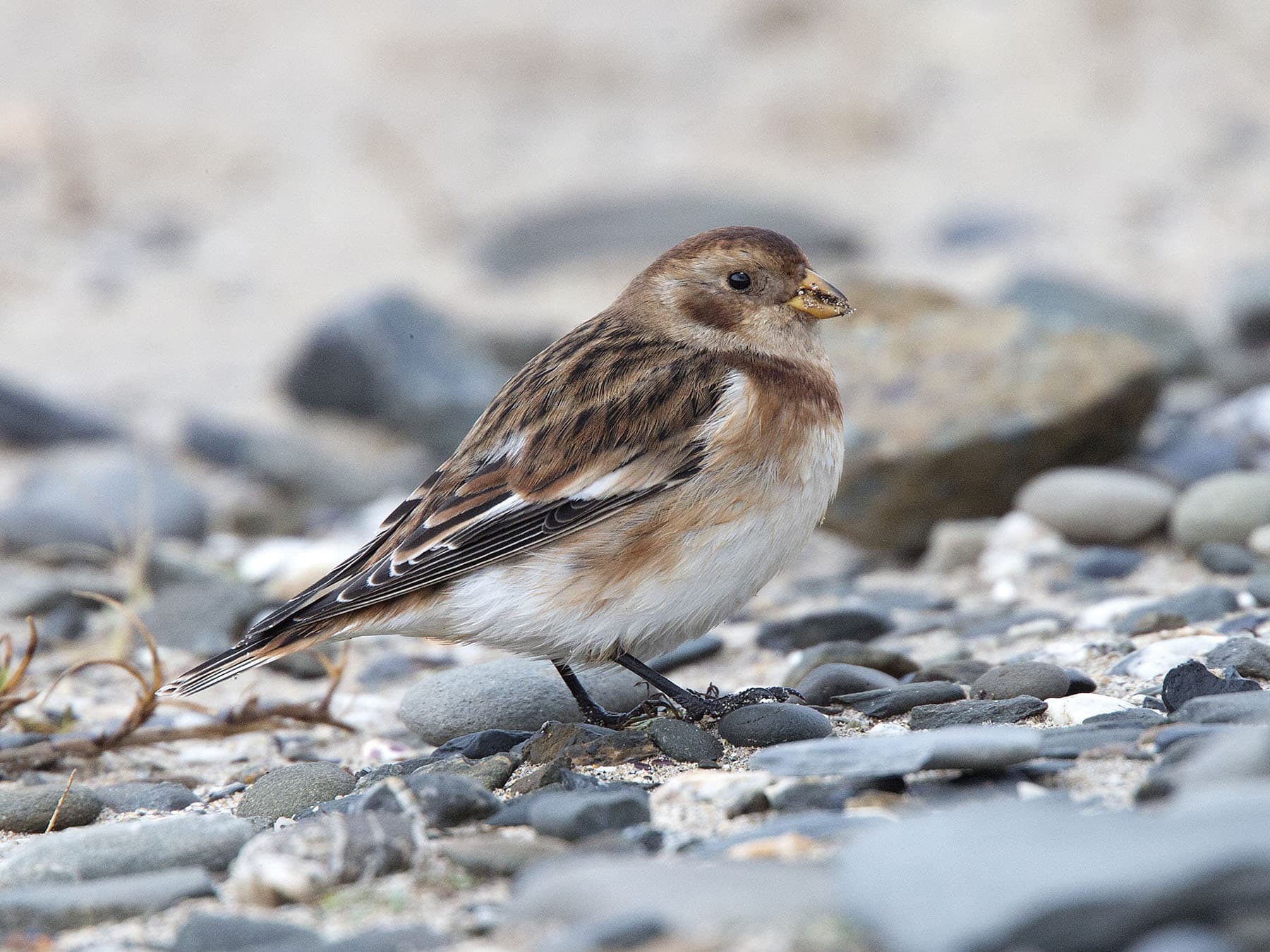 Female Snow Bunting