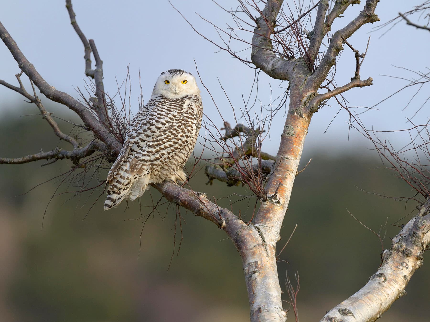 Female snowy owl perched tree