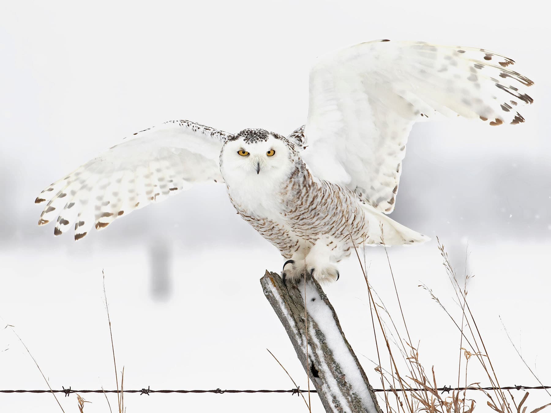 Female snowy owl