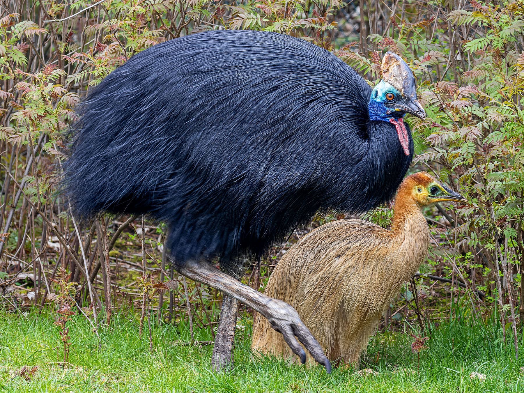 Female Southern Cassowary with chick