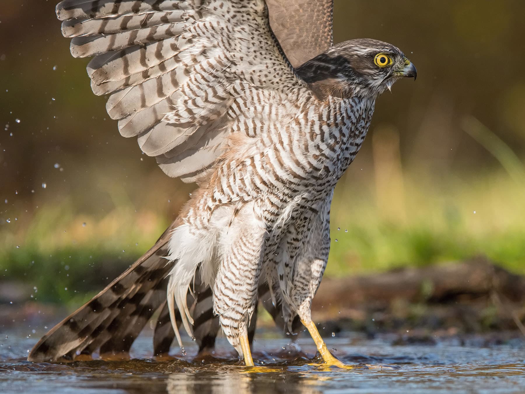 Female sparrowhawk bathing