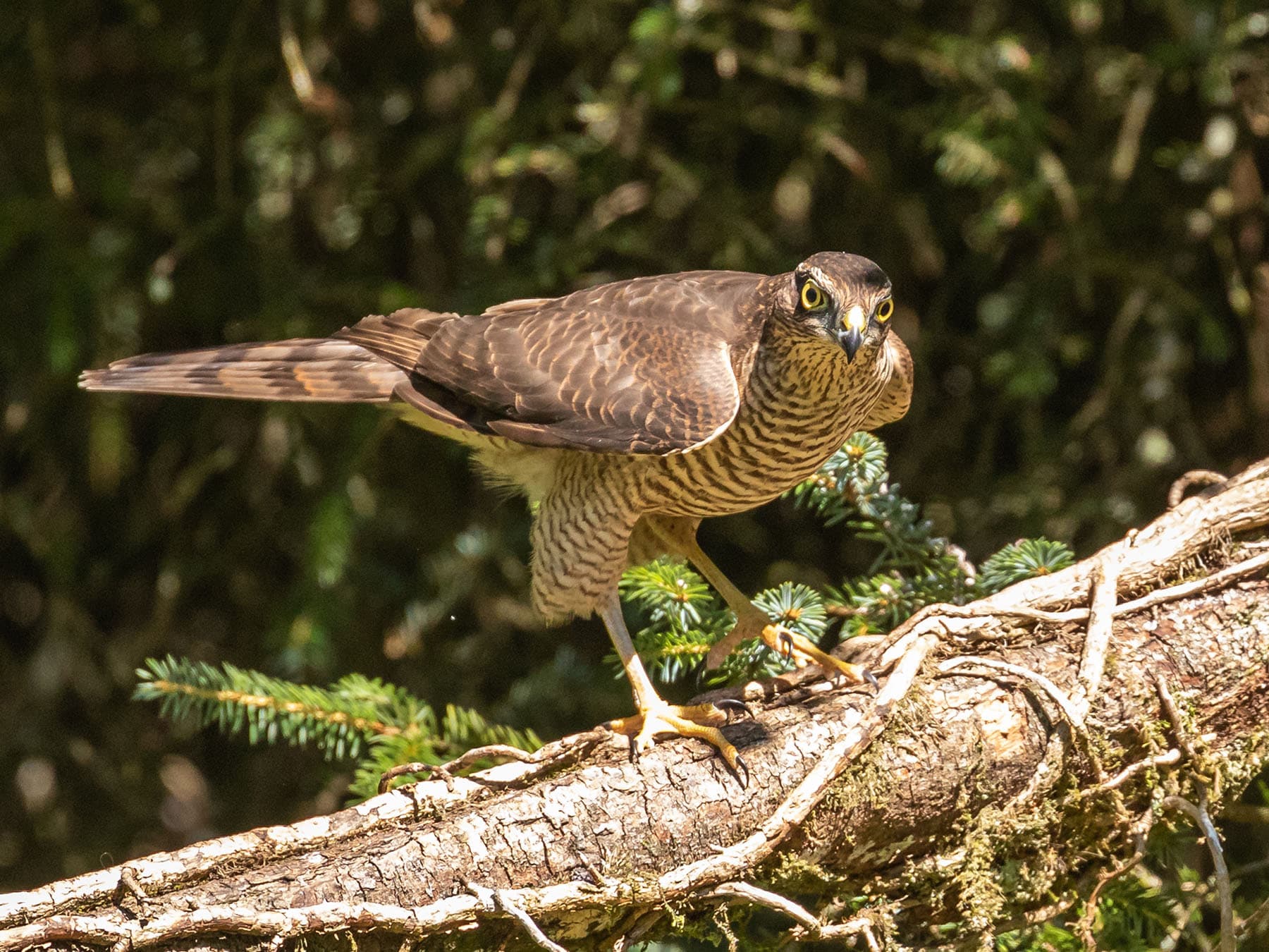 Female sparrowhawk hunting