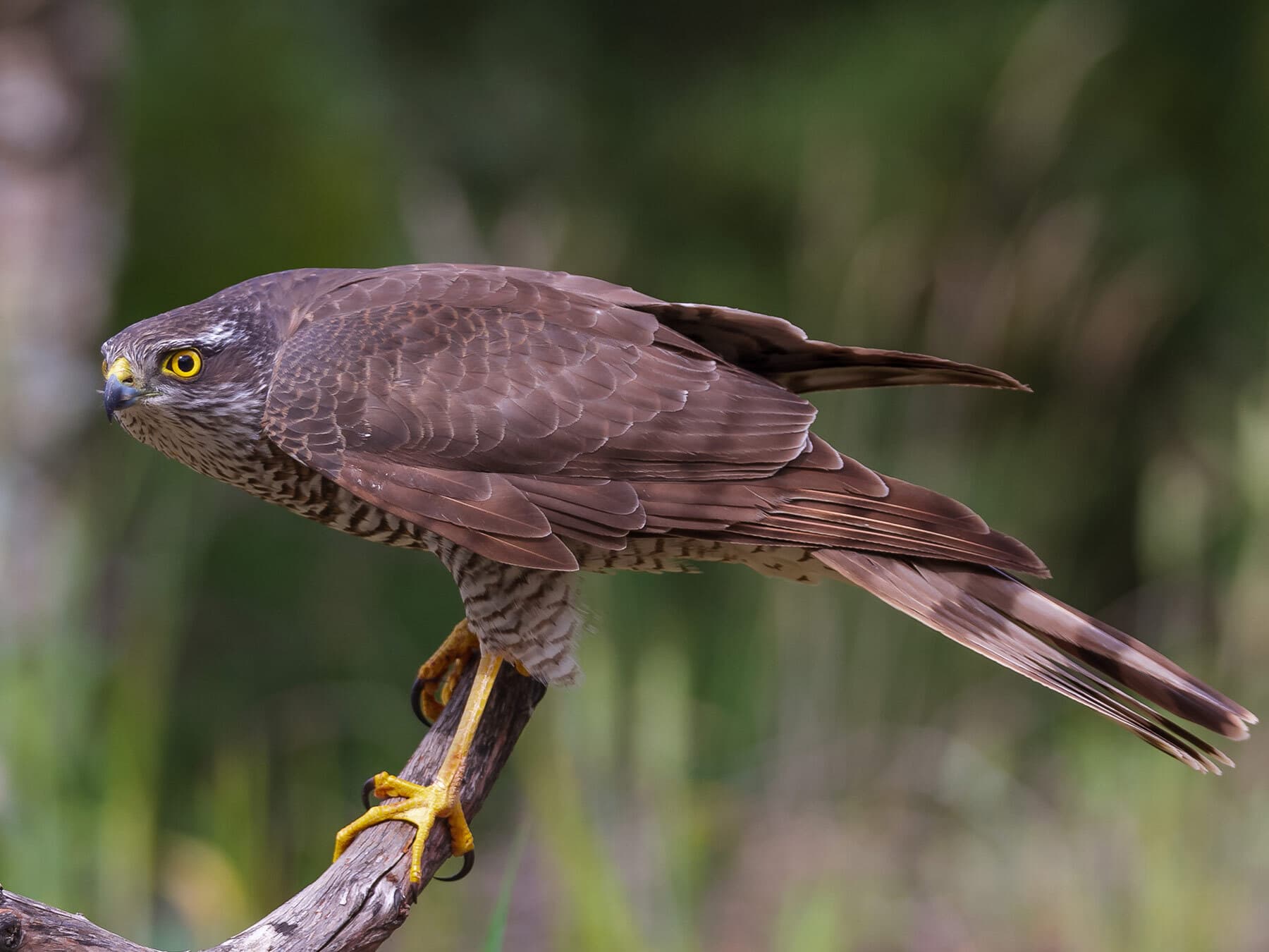 Female sparrowhawk perched 1