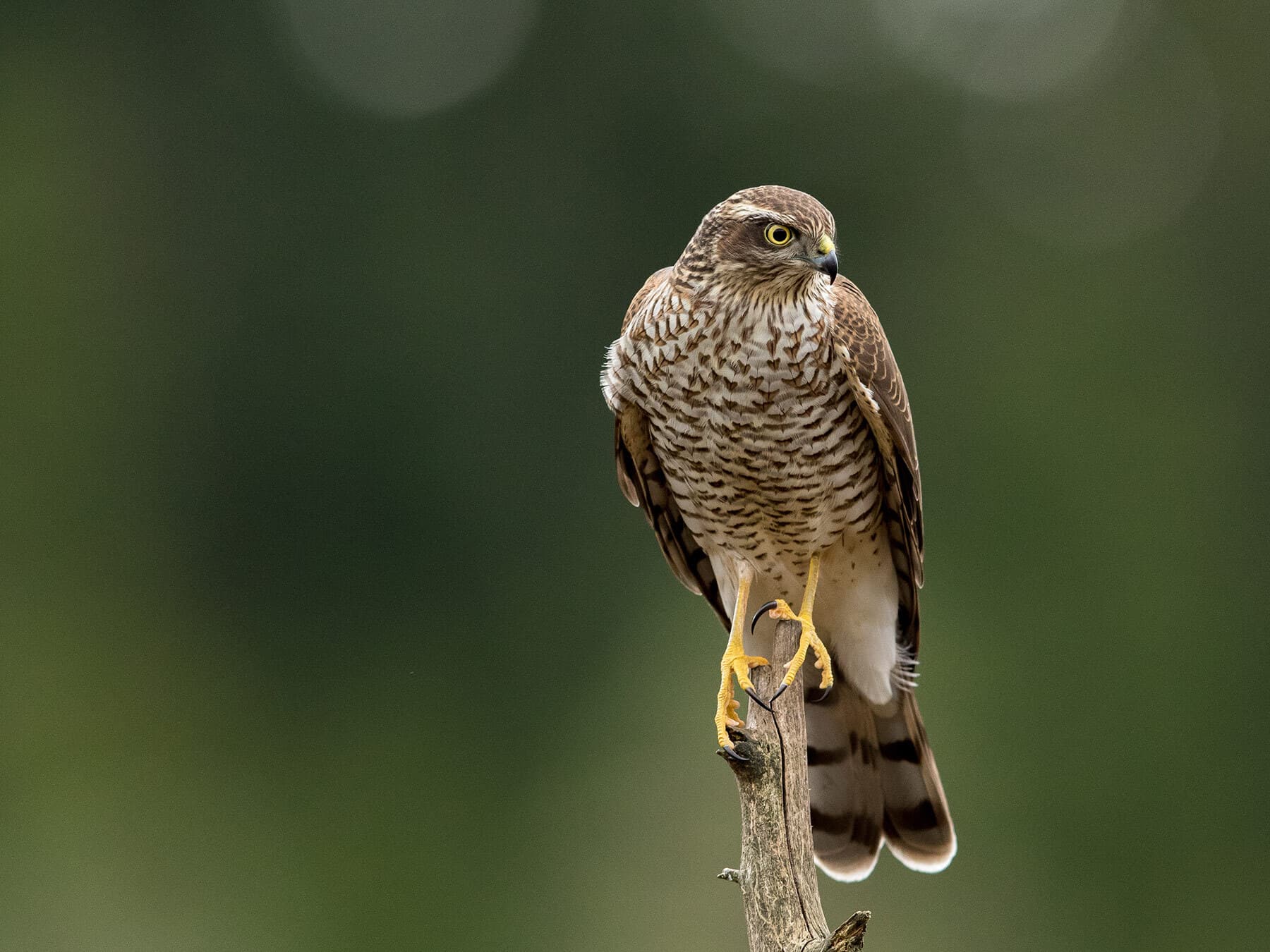 Female Sparrowhawks (Male vs Female: Identification Guide)