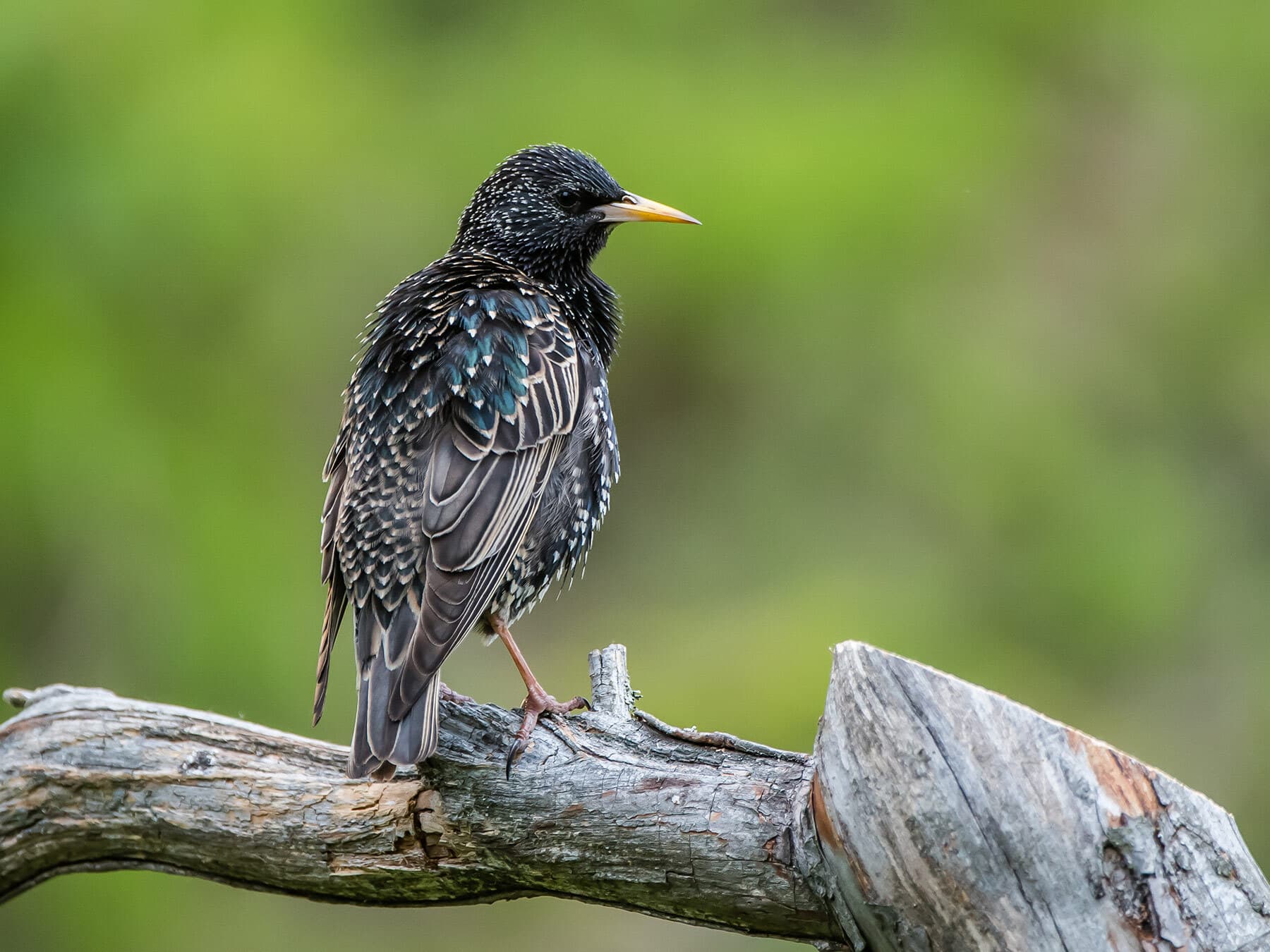 Female starling perched