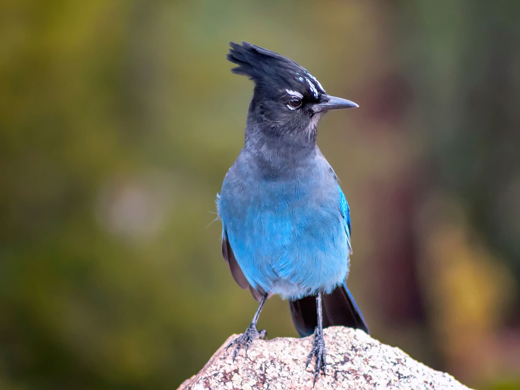 Female stellers jay
