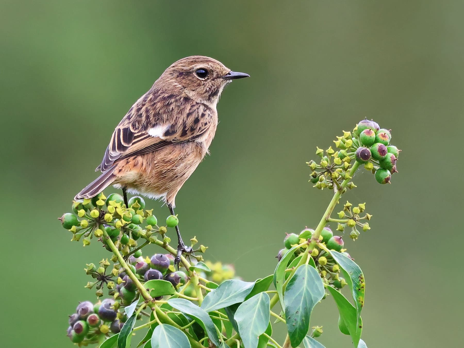 Close up of a perched female Stonechat