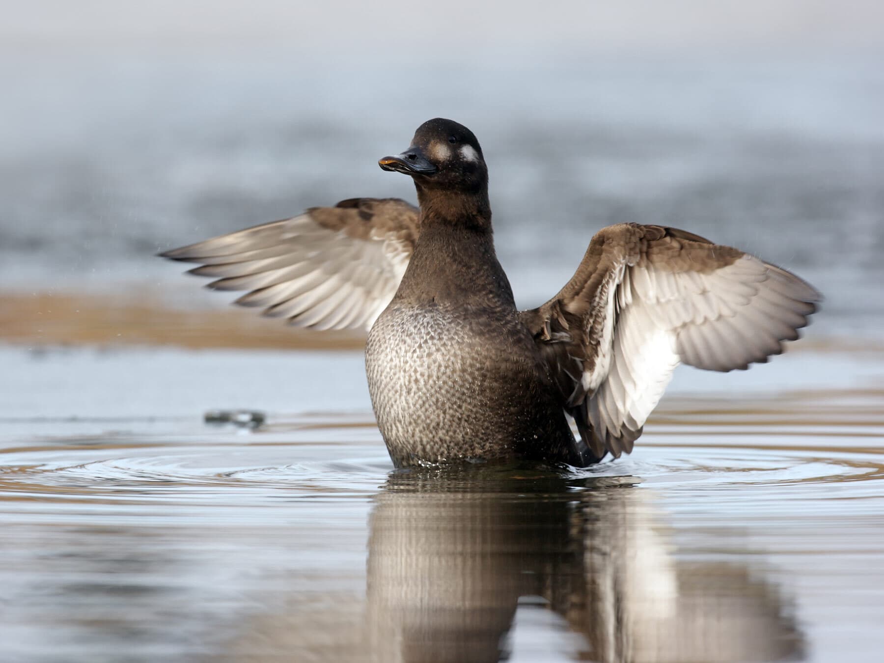 Female Velvet Scoter