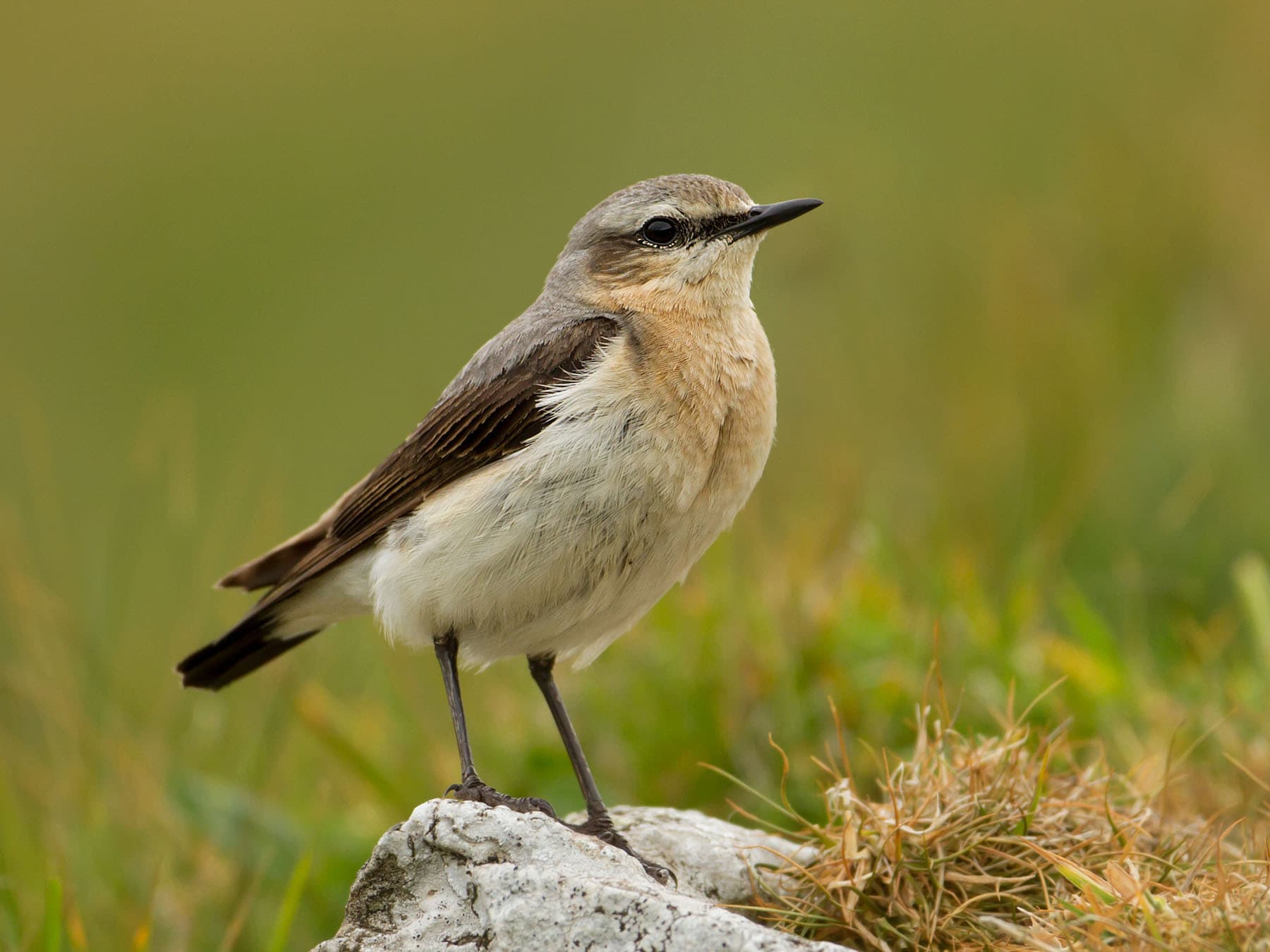 Close up of a female Wheatear