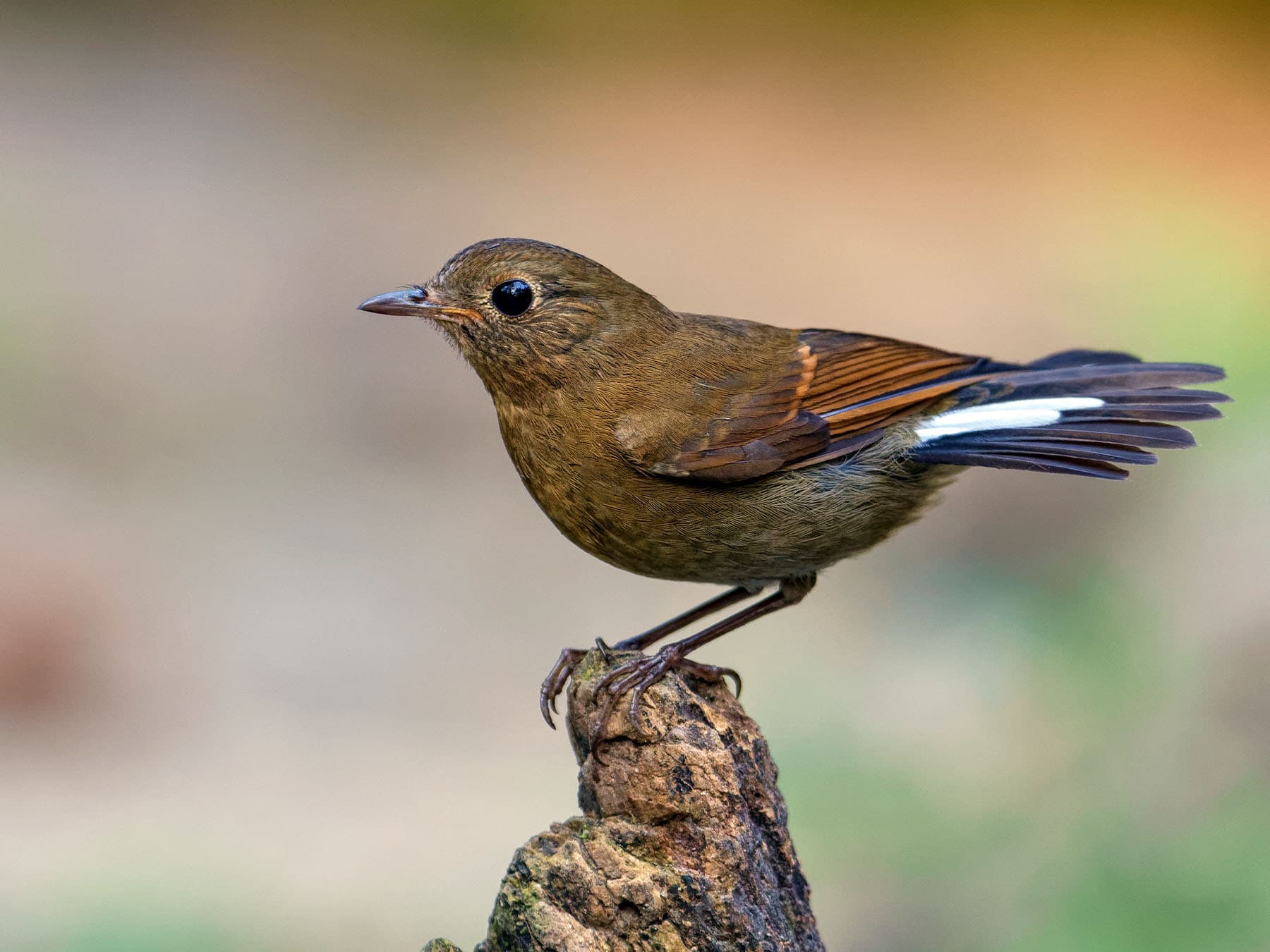 Female White-tailed Robin