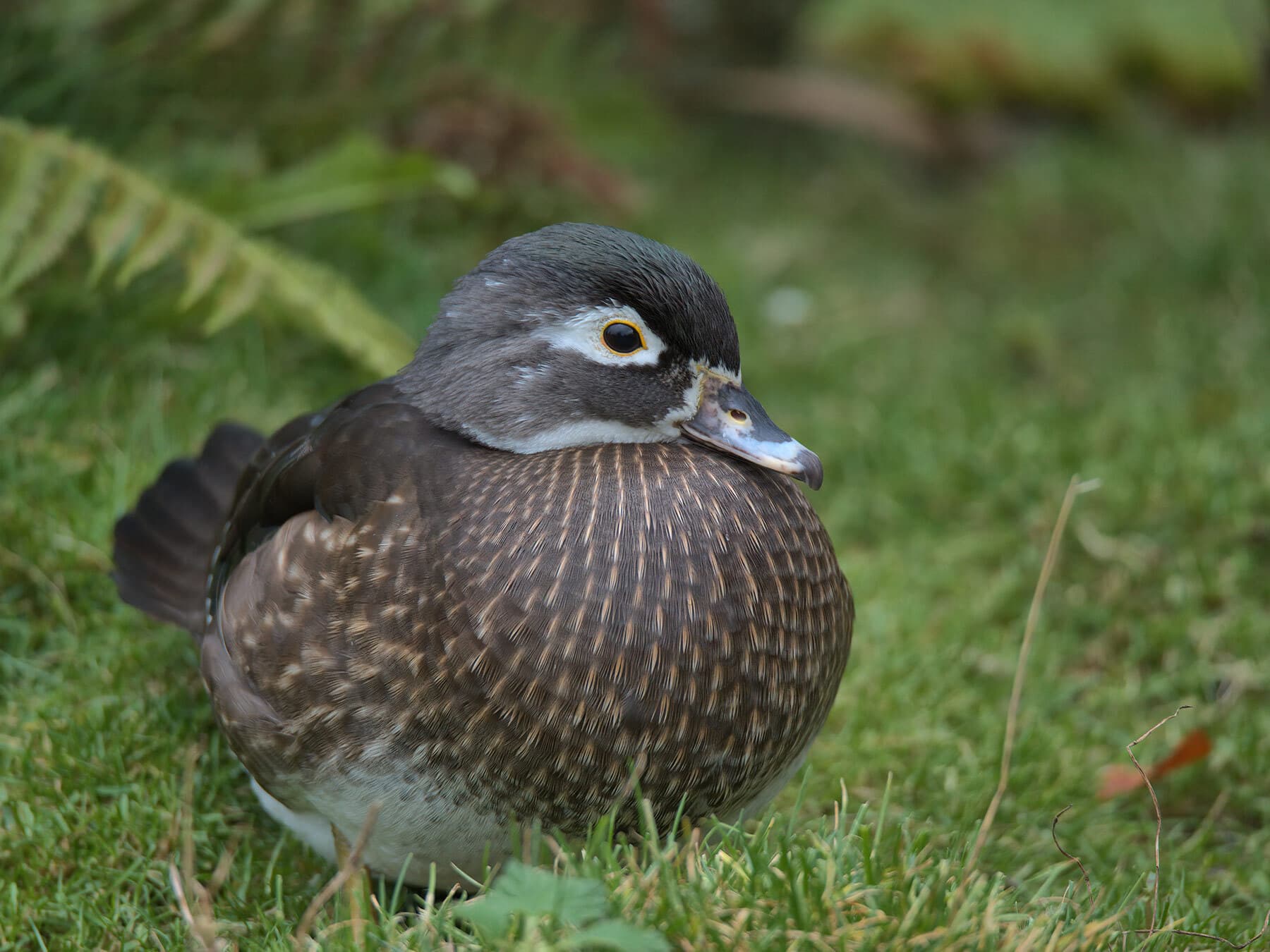Female wood duck