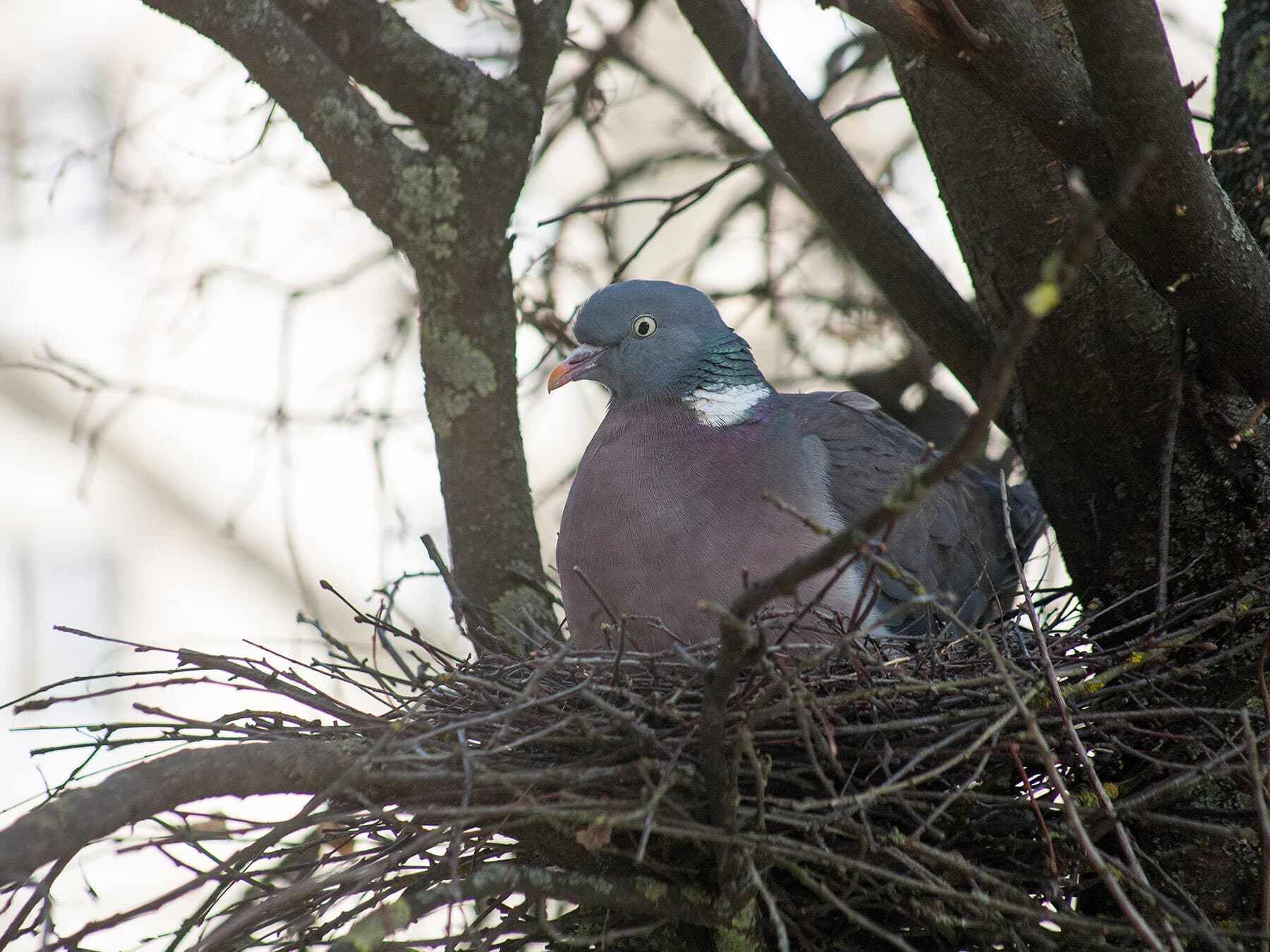 Female wood pigeon on nest
