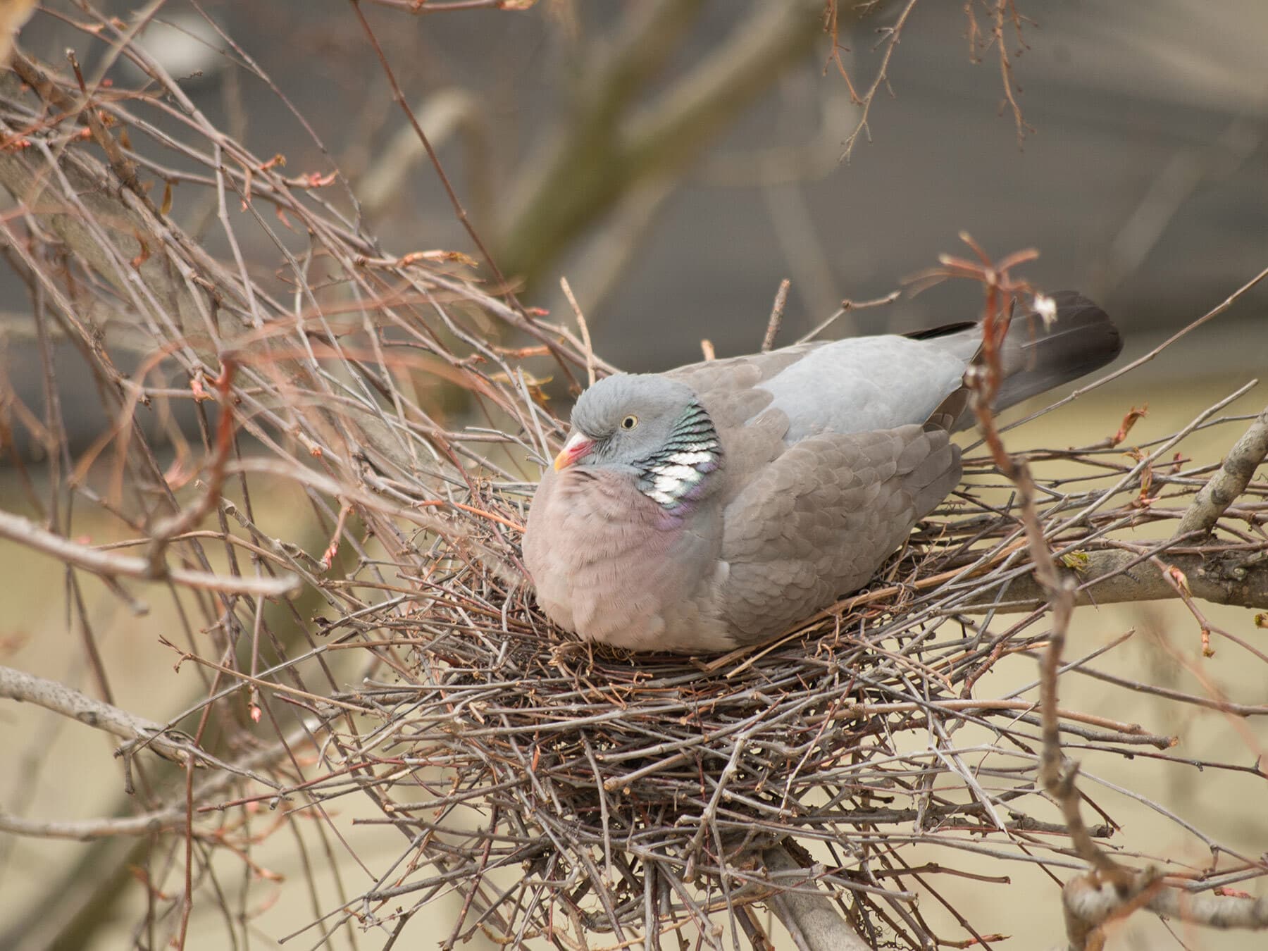 Female wood pigeon