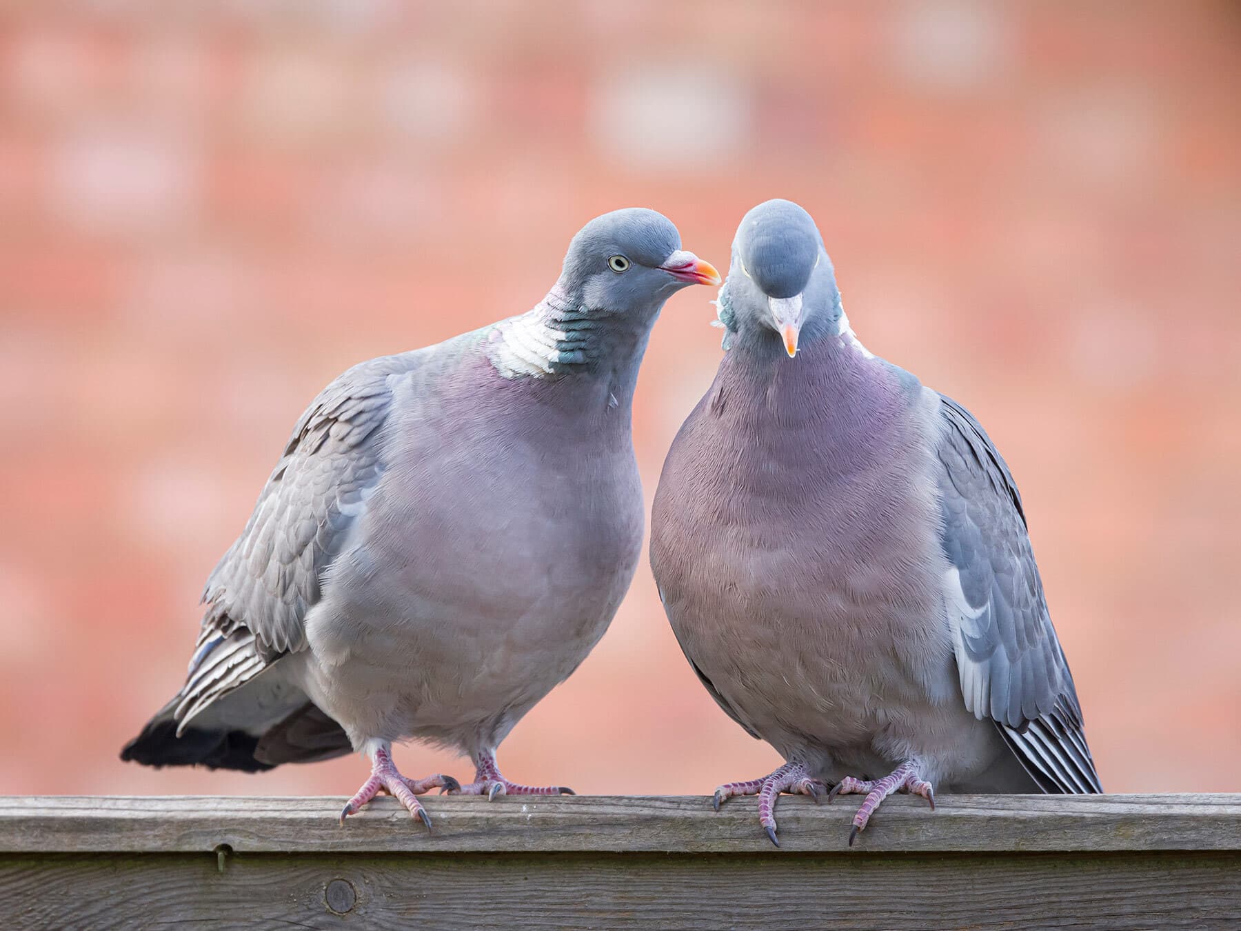 Male vs Female Wood Pigeons: Identification Guide