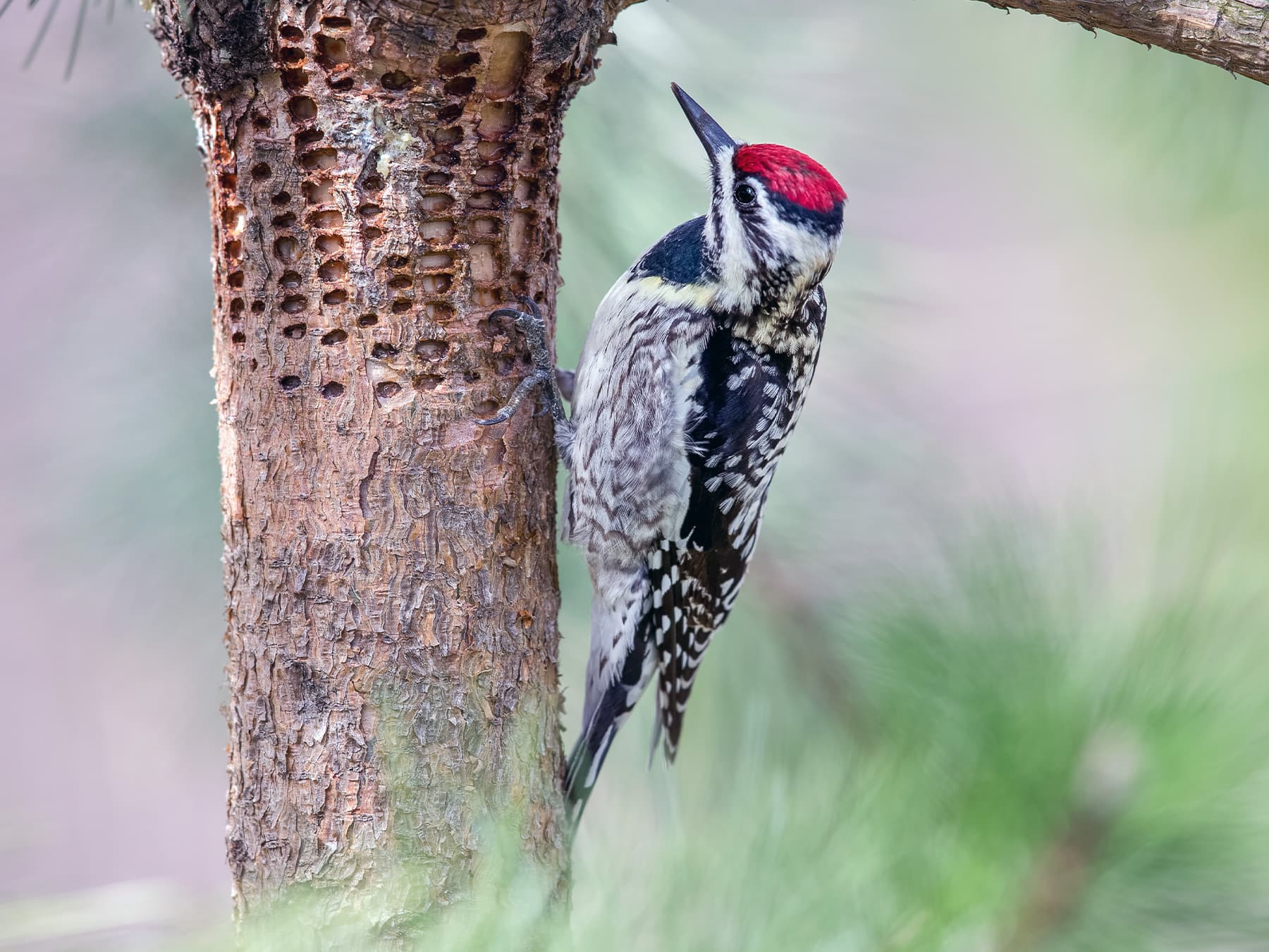 Female Yellow-bellied Sapsucker