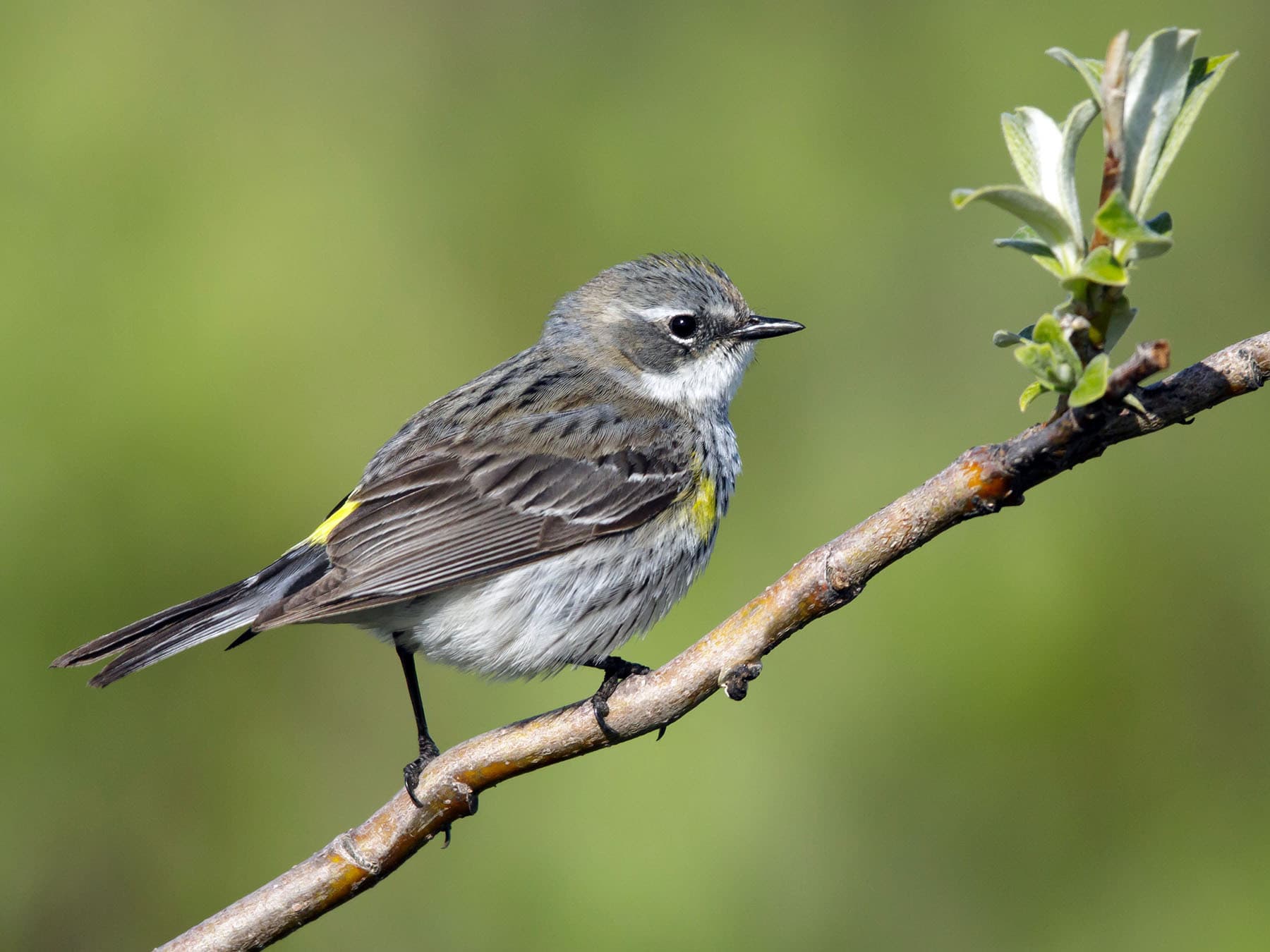 Female Yellow-rumped Warbler (Myrtle)