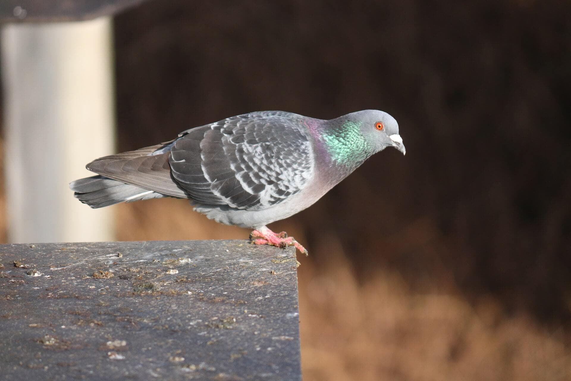 Feral pigeon