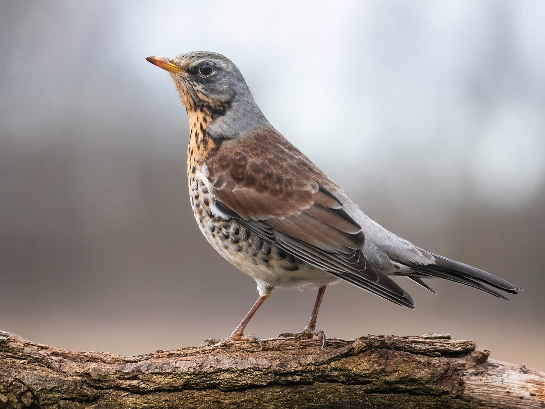 Close up of a Fieldfare