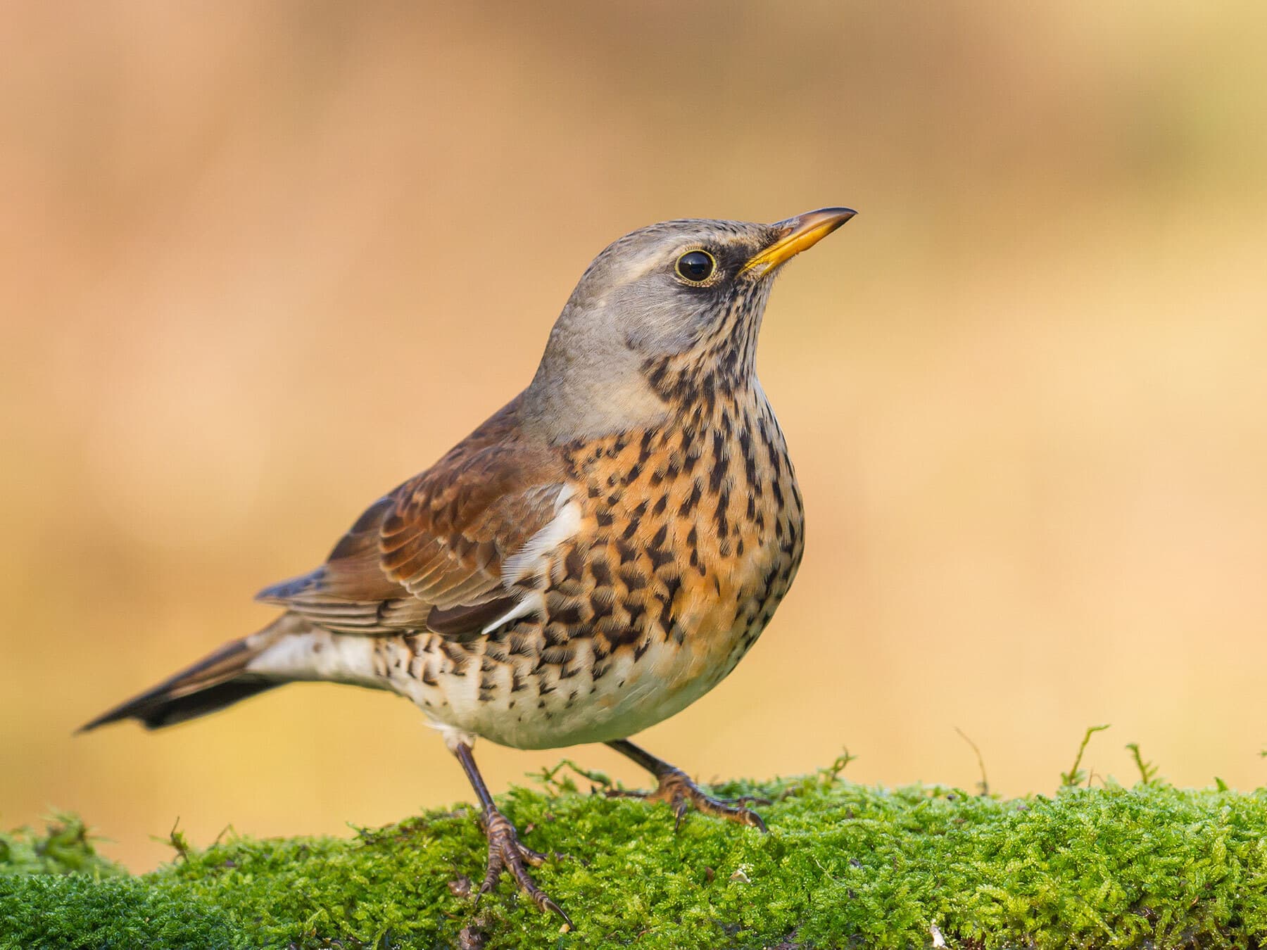Fieldfare bird
