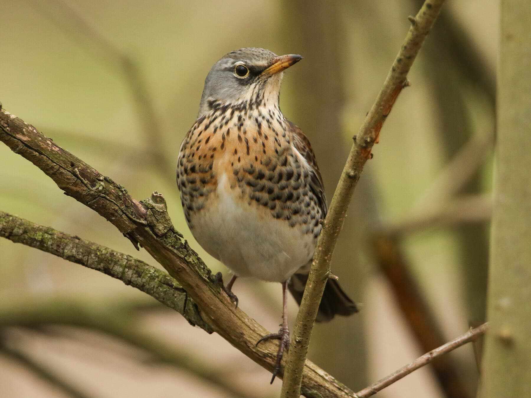 Fieldfare