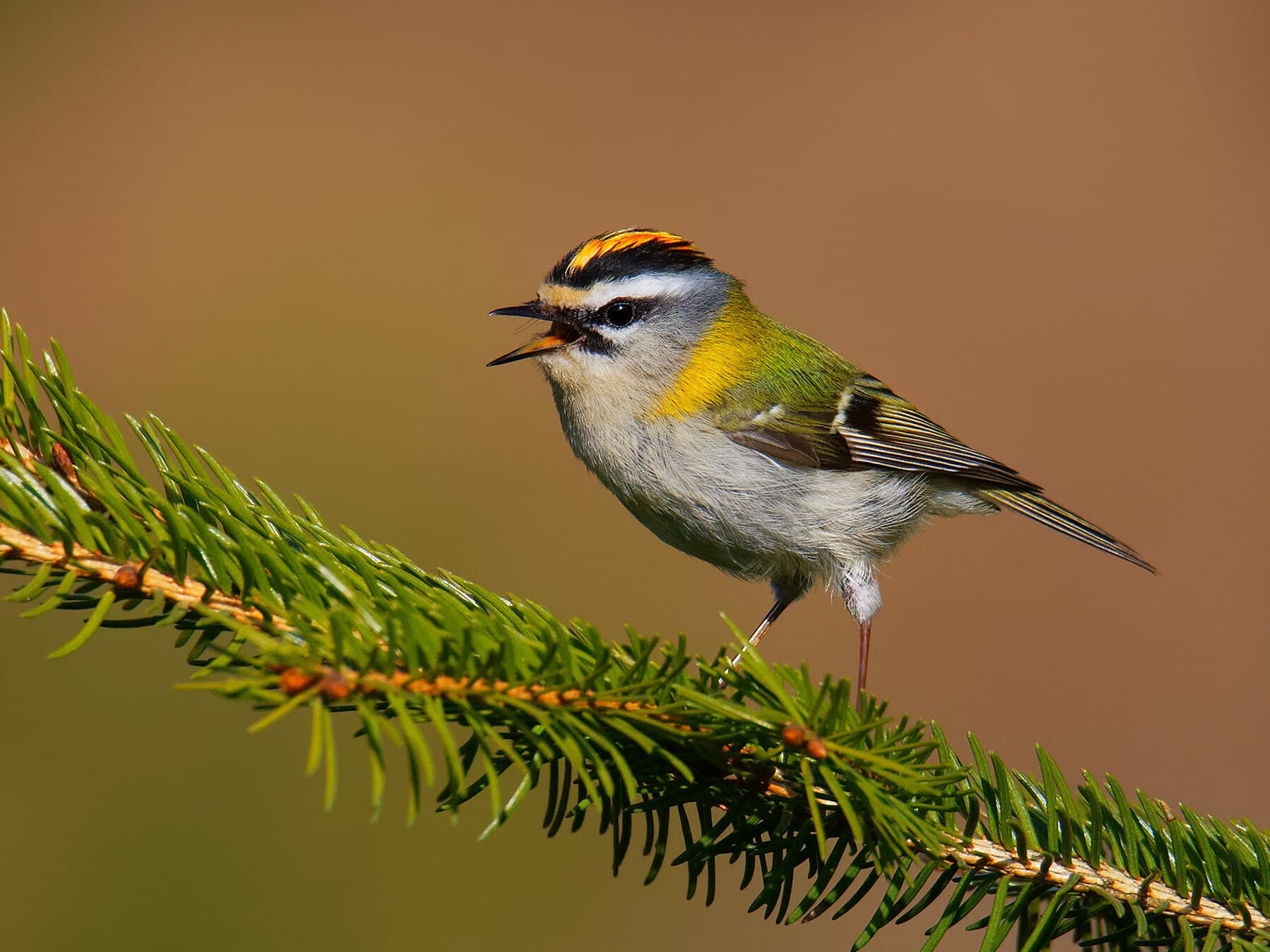 A Firecrest singing on a spruce branch