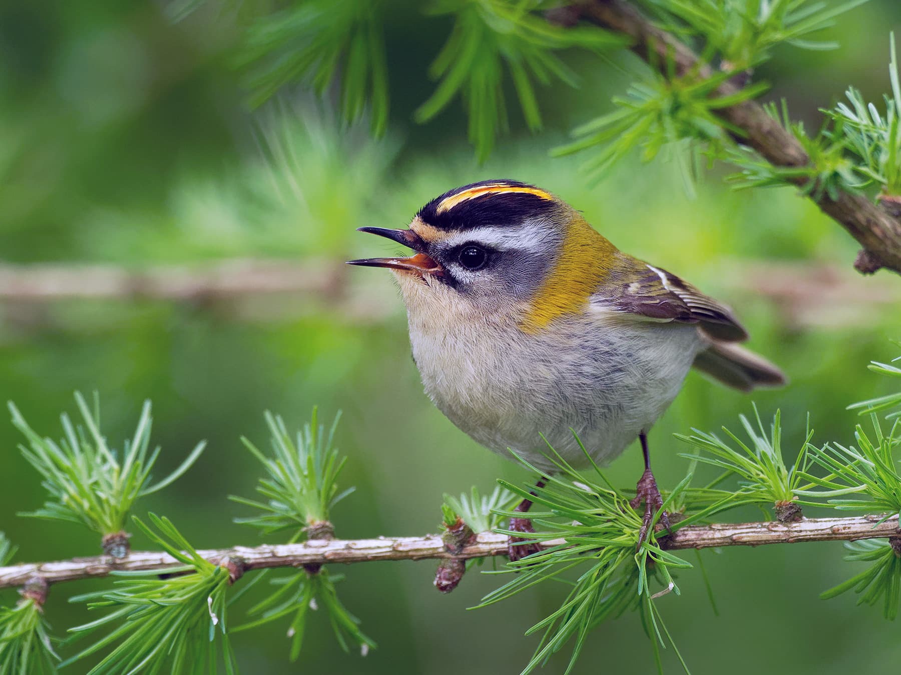 A male Firecrest on a larch branch: white eyebrow, black stripe through the eye and a bronze patch on the neck