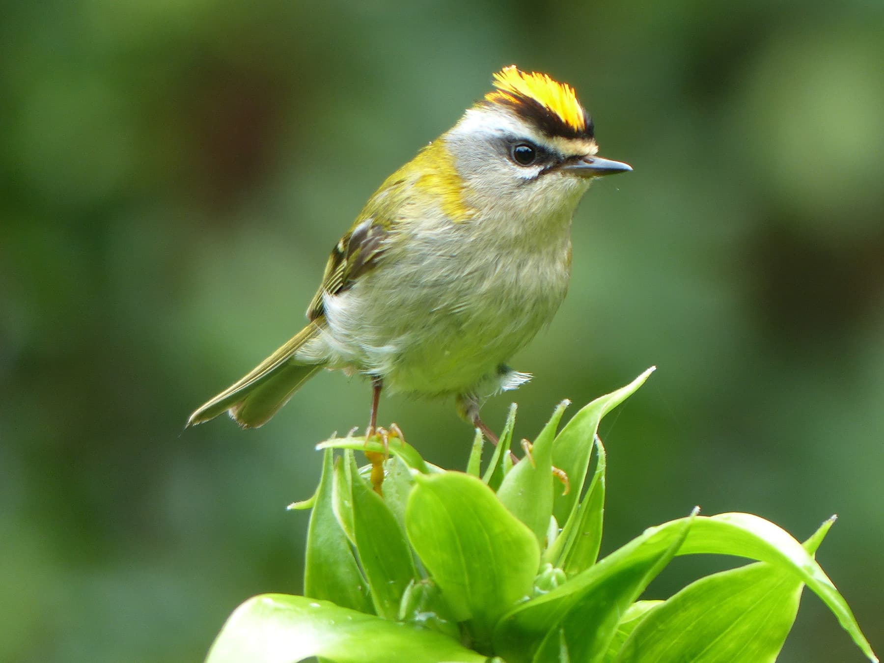Firecrest