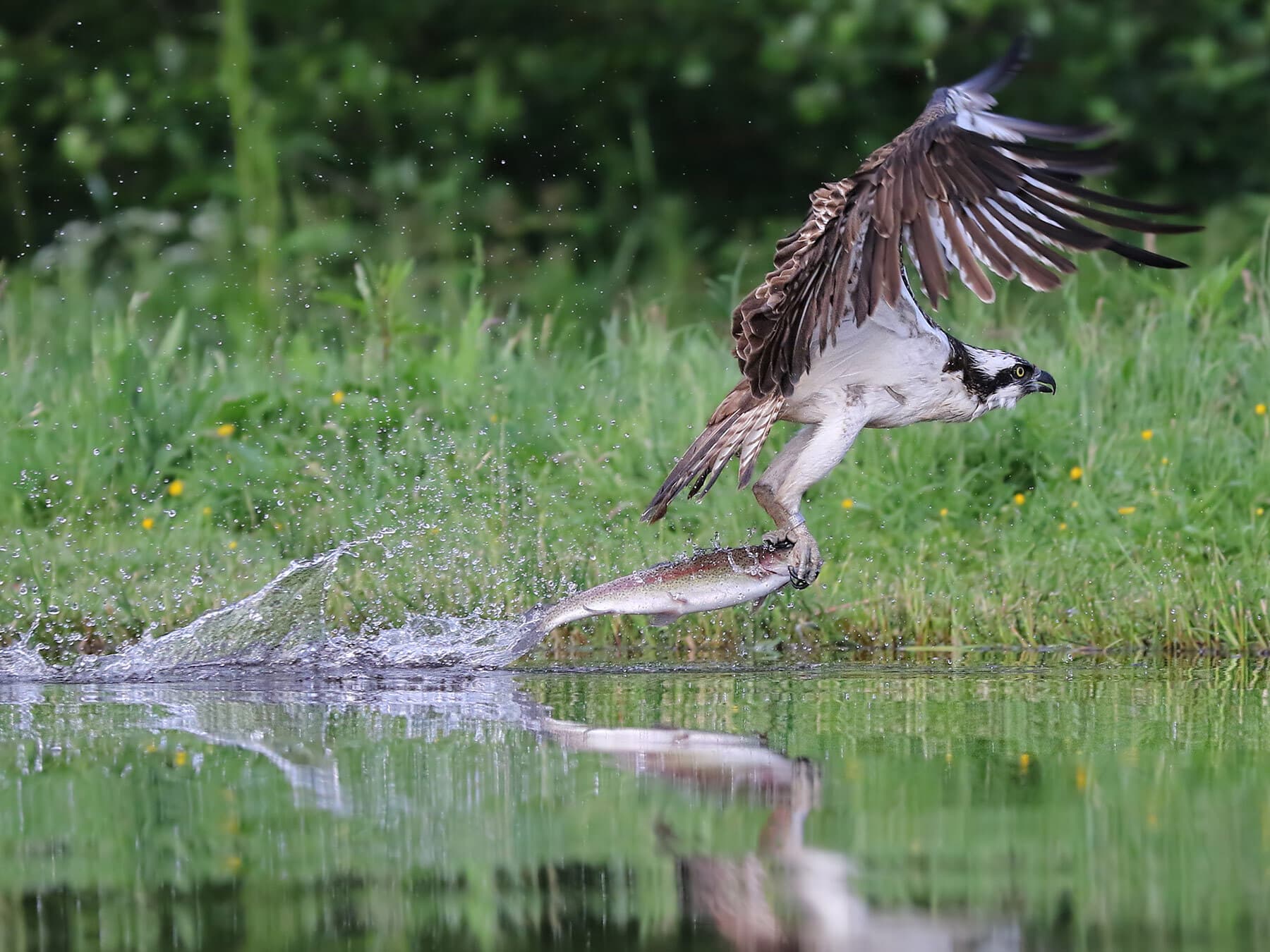 Fishing osprey