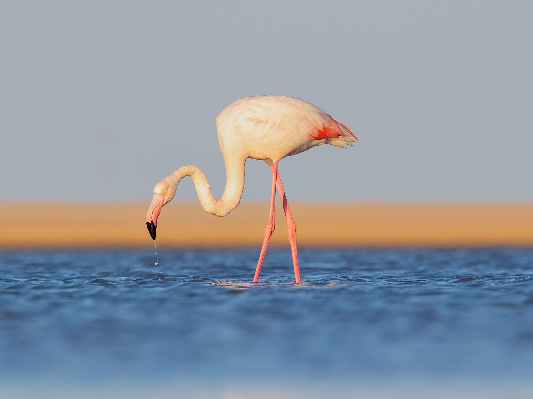 Flamingo eating