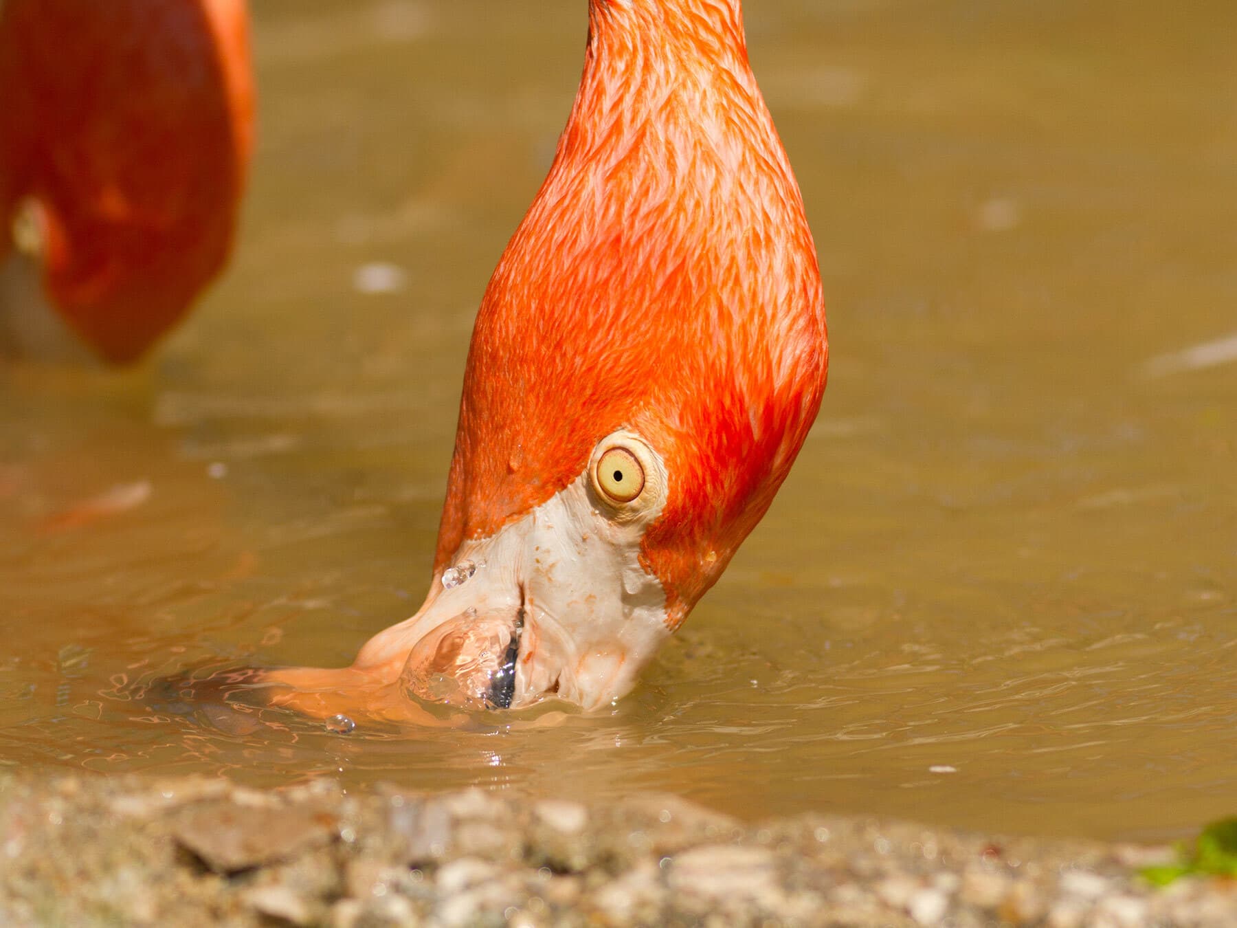 Flamingo feeding close up