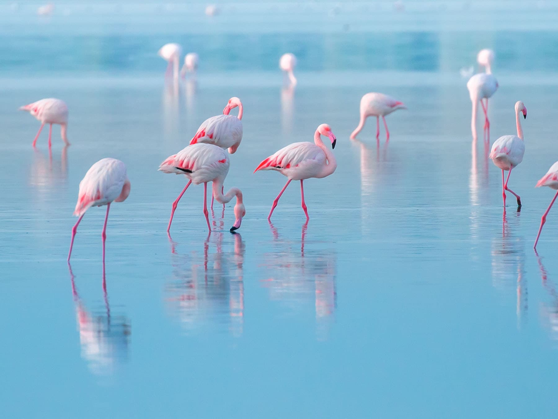 Flamingo habitat