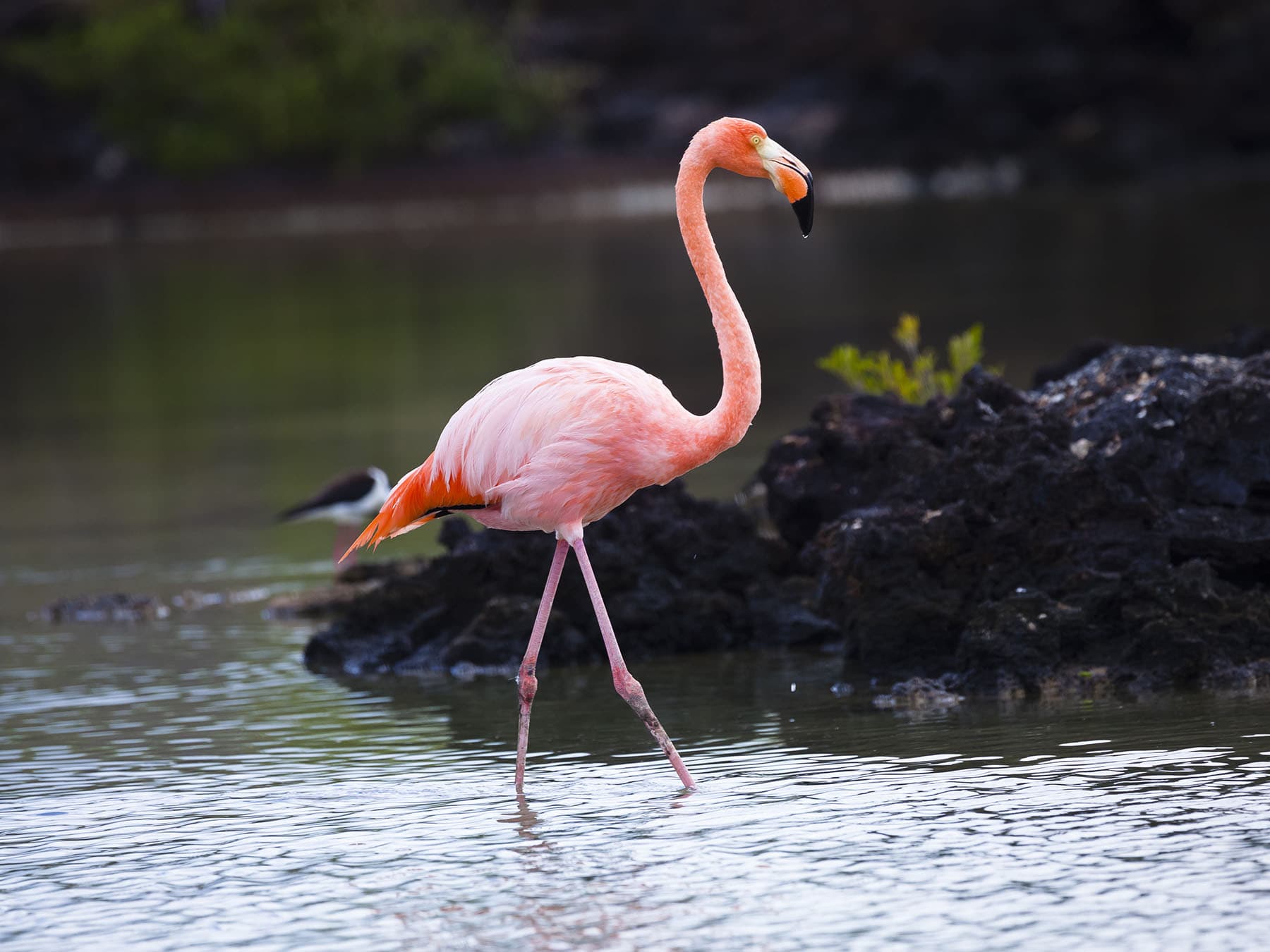 Flamingo long legs