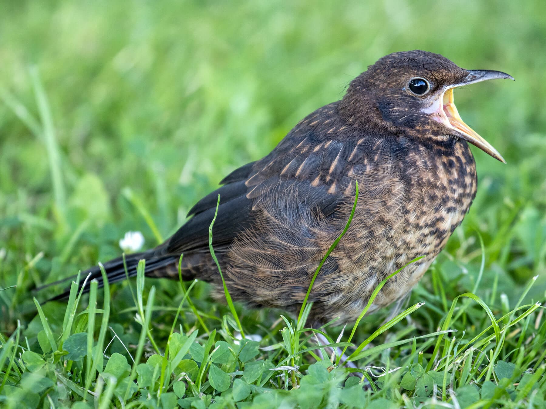 Fledgling blackbird