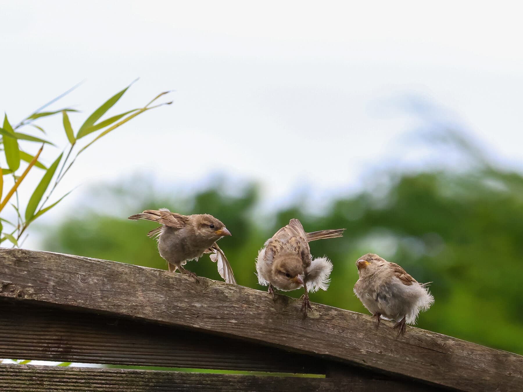 Fledgling house sparrows learning fly