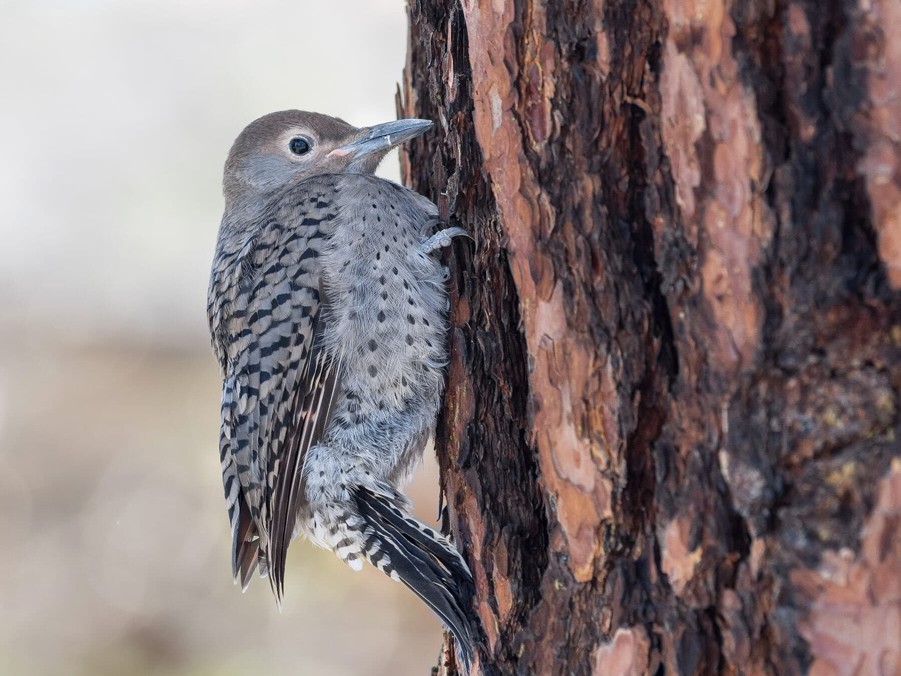 Fledgling northern flicker