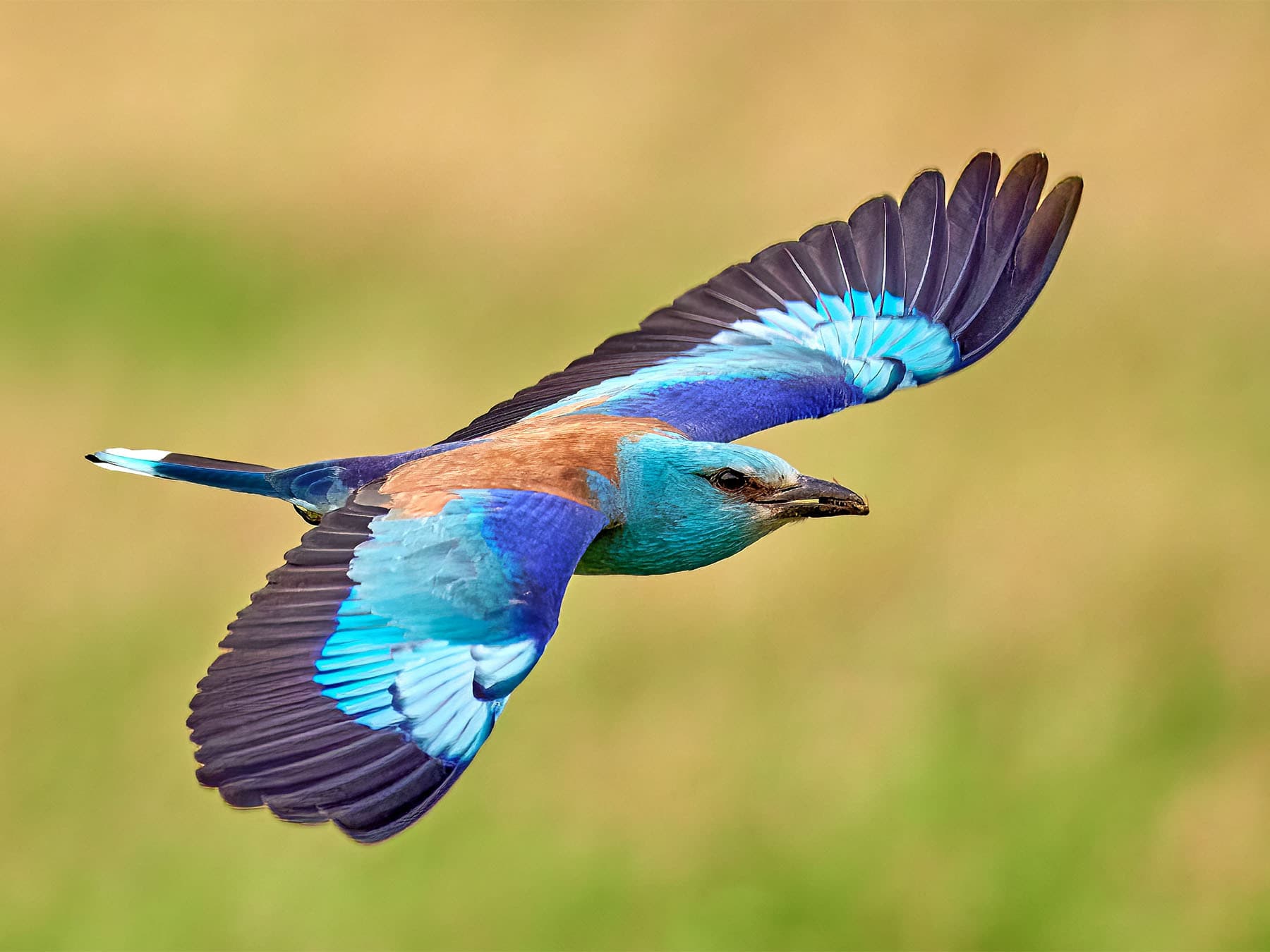 Flight Feathers: Structure and Maintenance