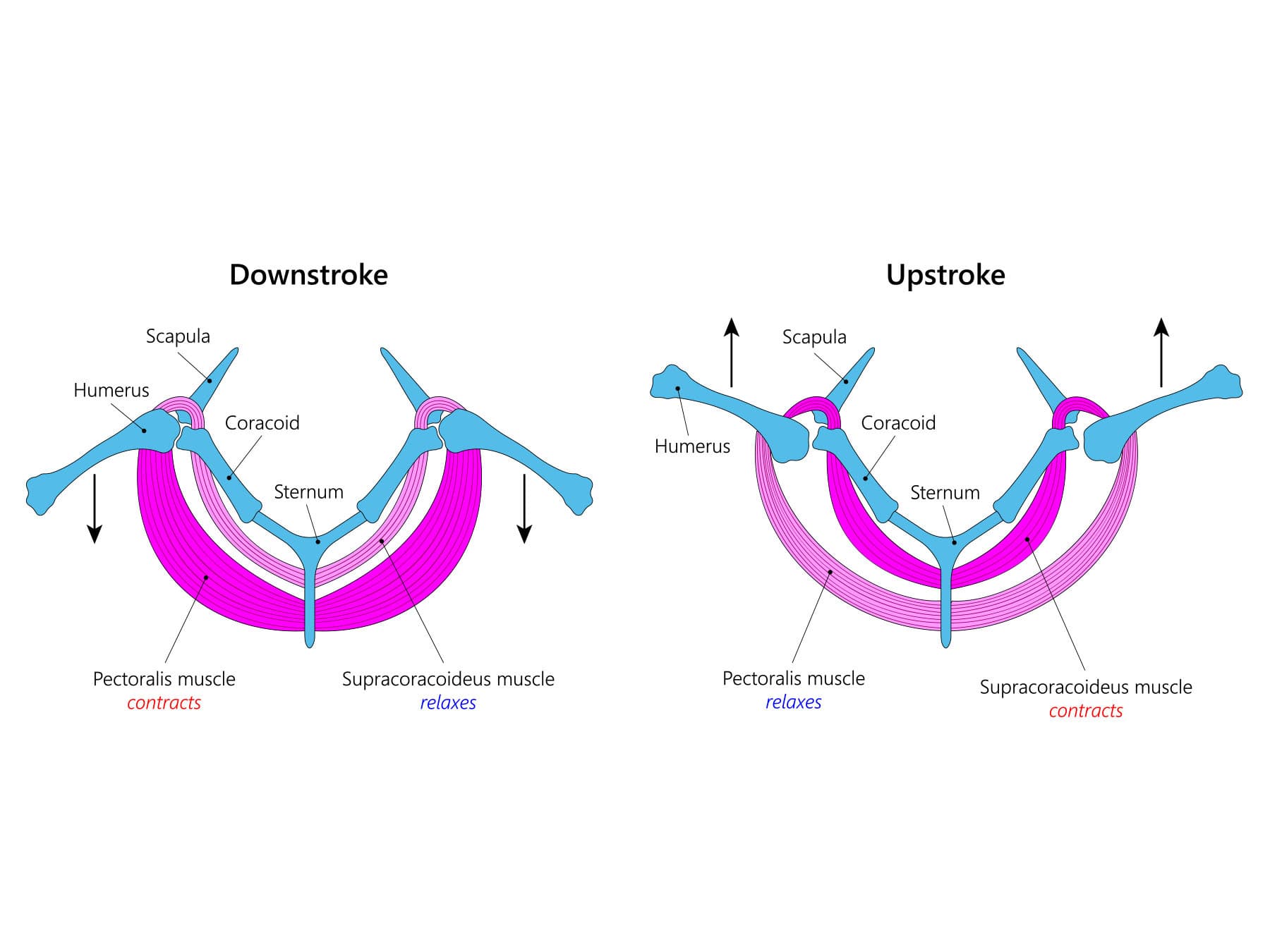 Flight muscles of birds