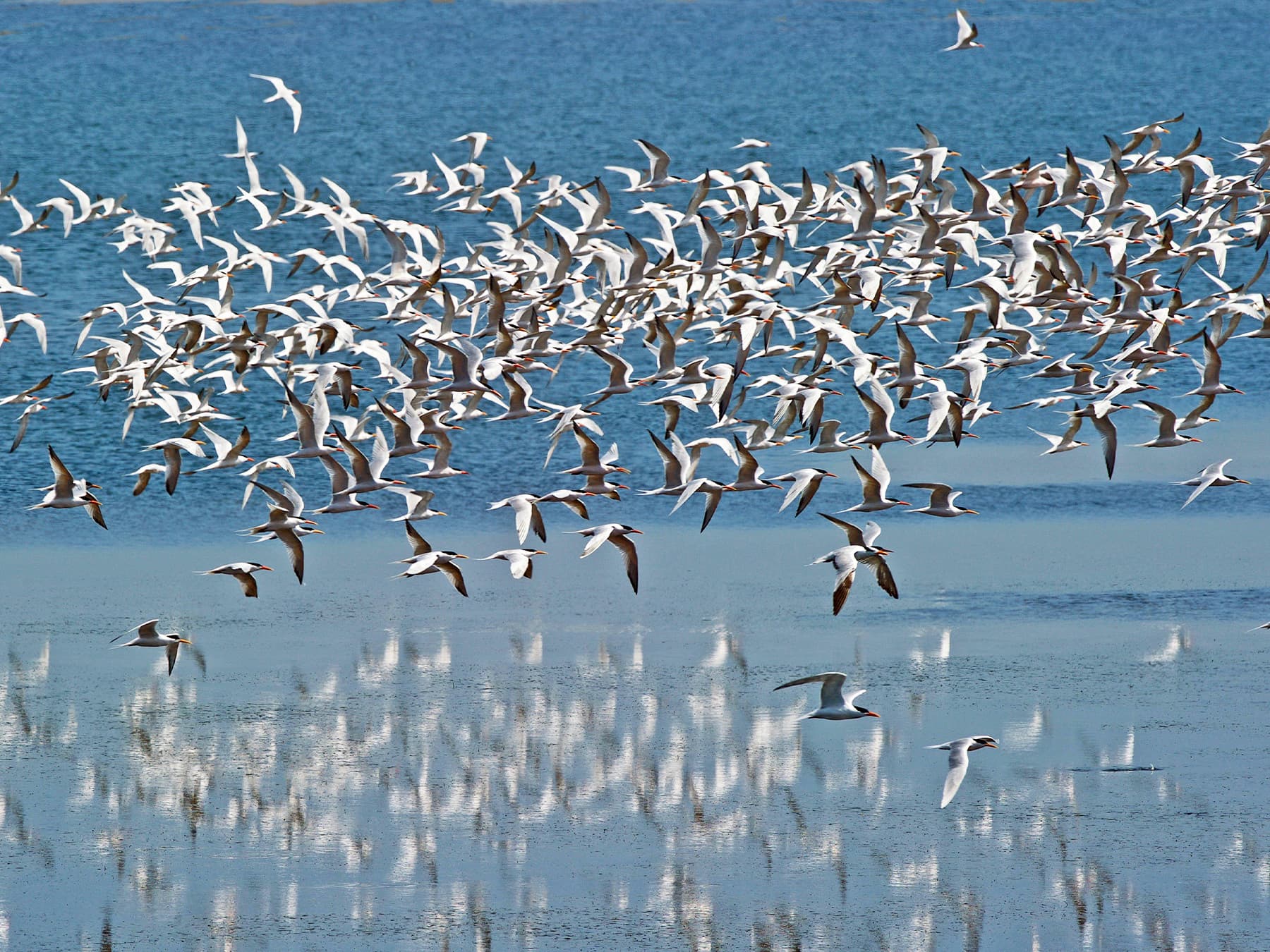 Flock of arctic terns