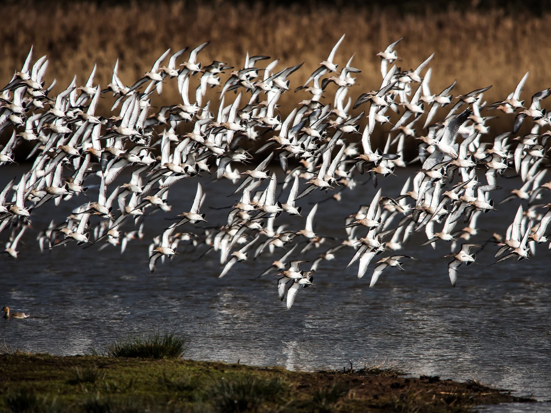 Flock of bar tailed godwits