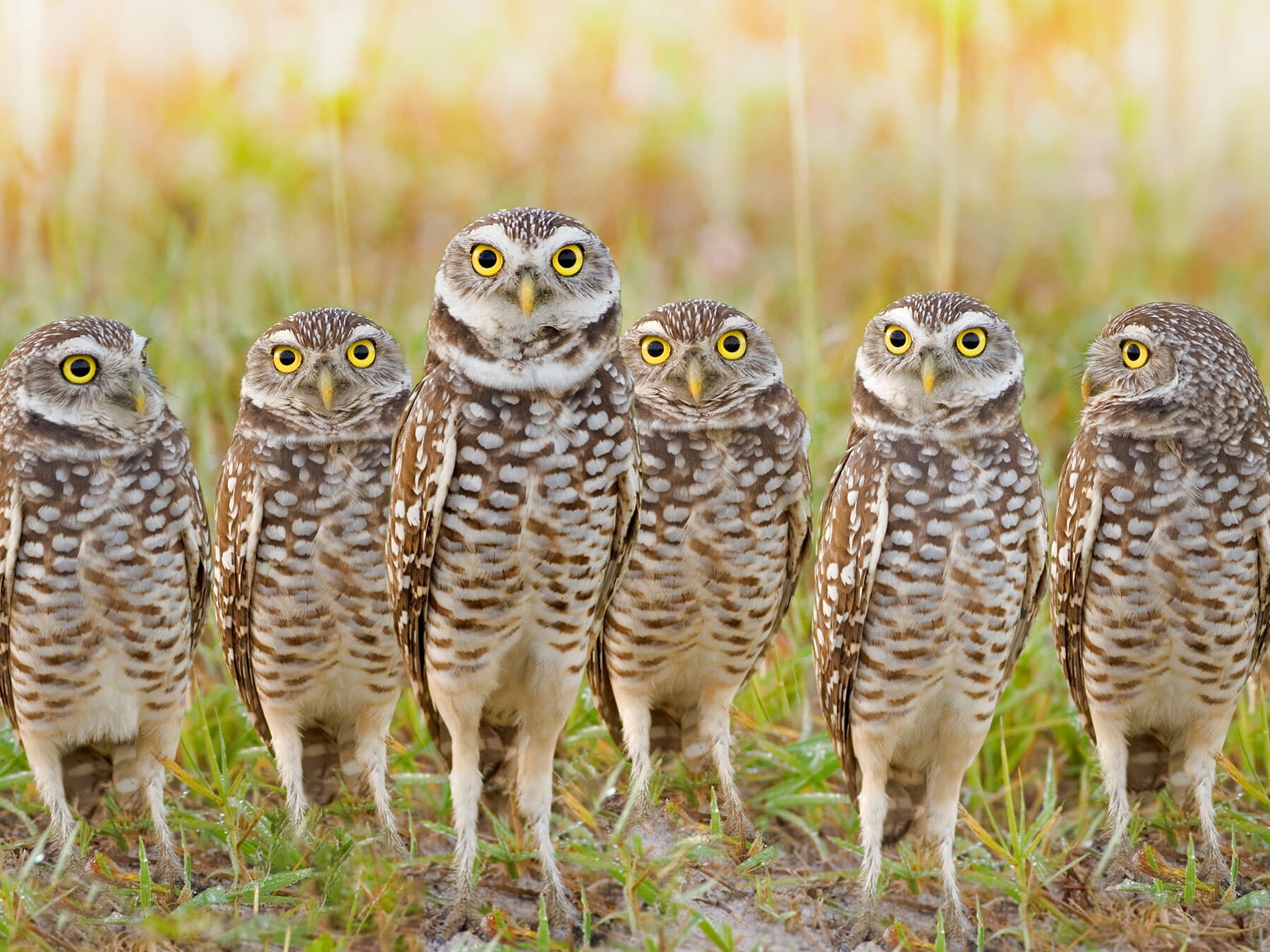 Flock of burrowing owls