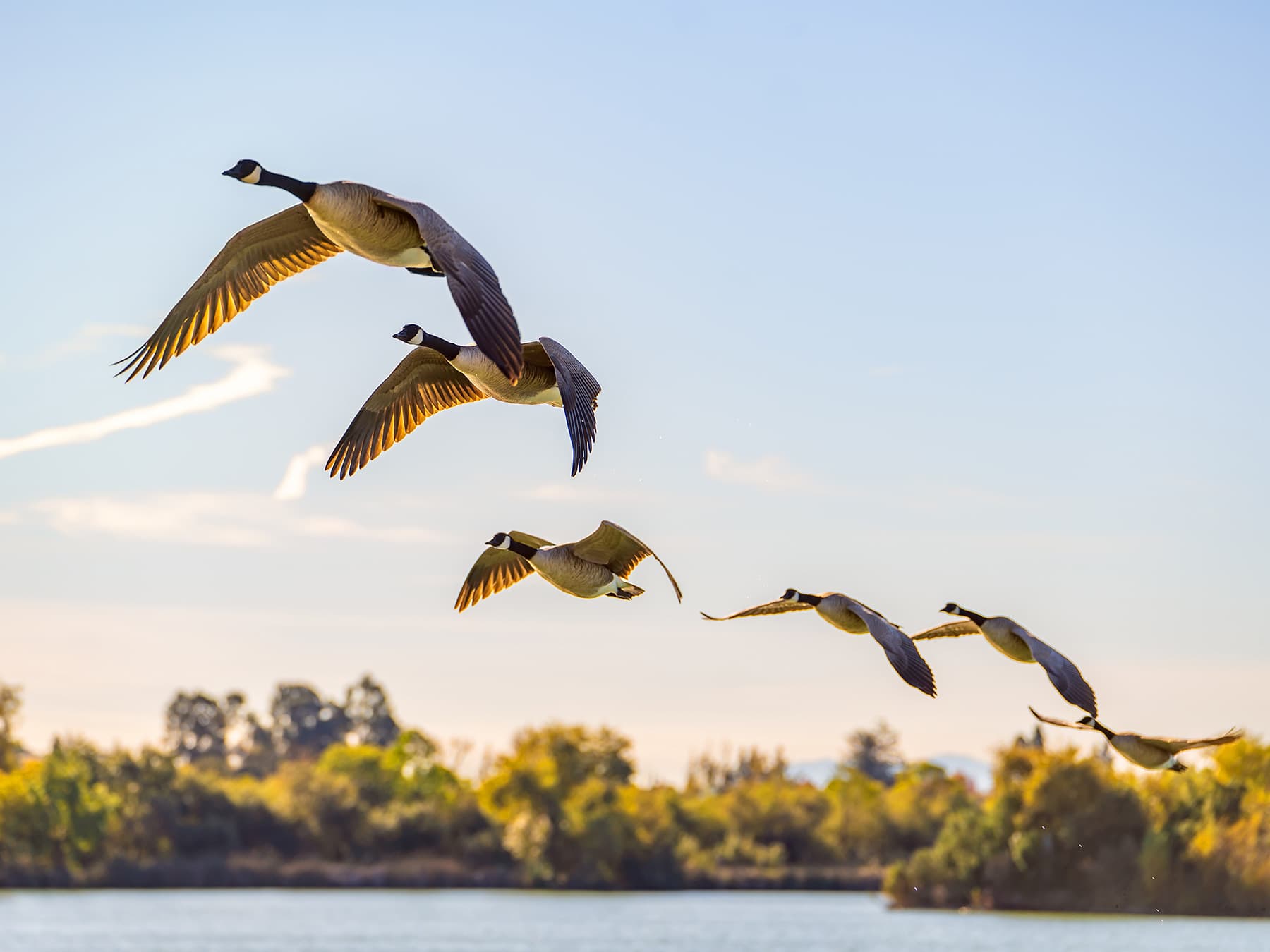 Flock of canada geese in flight